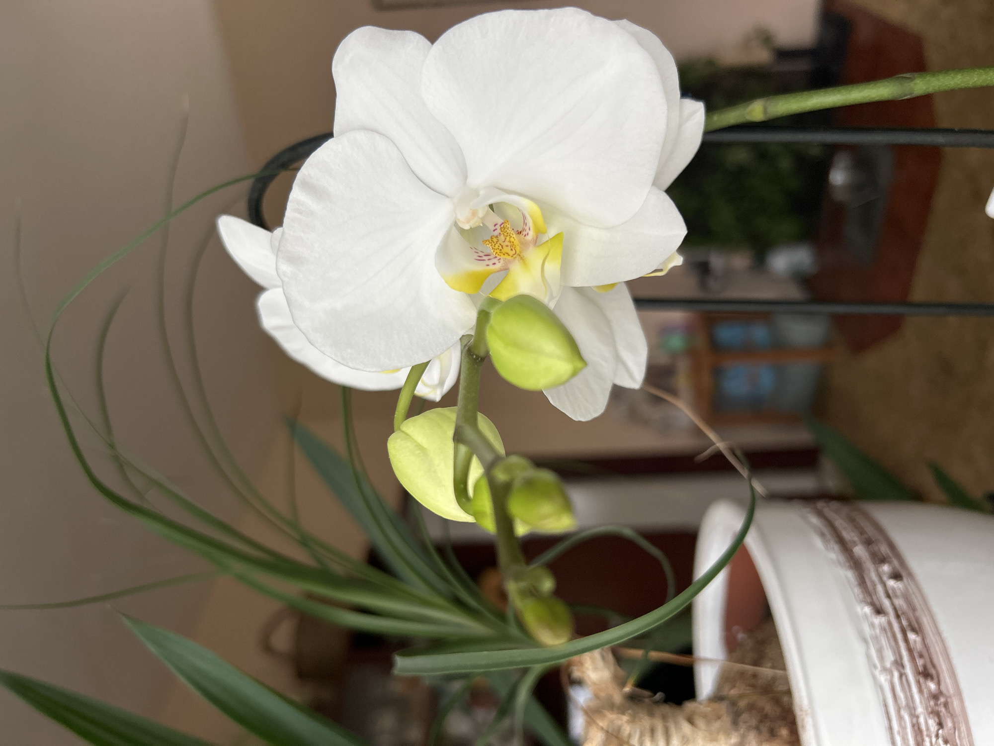 A close-up, slightly tilted, eye-level shot depicts a white orchid flower with several unopened buds. The orchid is potted in a white ceramic pot with decorative brown streaks. The pot is filled with a brown, fibrous material. Green leaves emanate from the base of the plant. A black, metal decorative structure is visible in the background, along with an out-of-focus window showing a blurred view of greenery and a building interior. The location cannot be determined from the image, but it is claimed to be in Plovdiv, Bulgaria. There are no people visible.