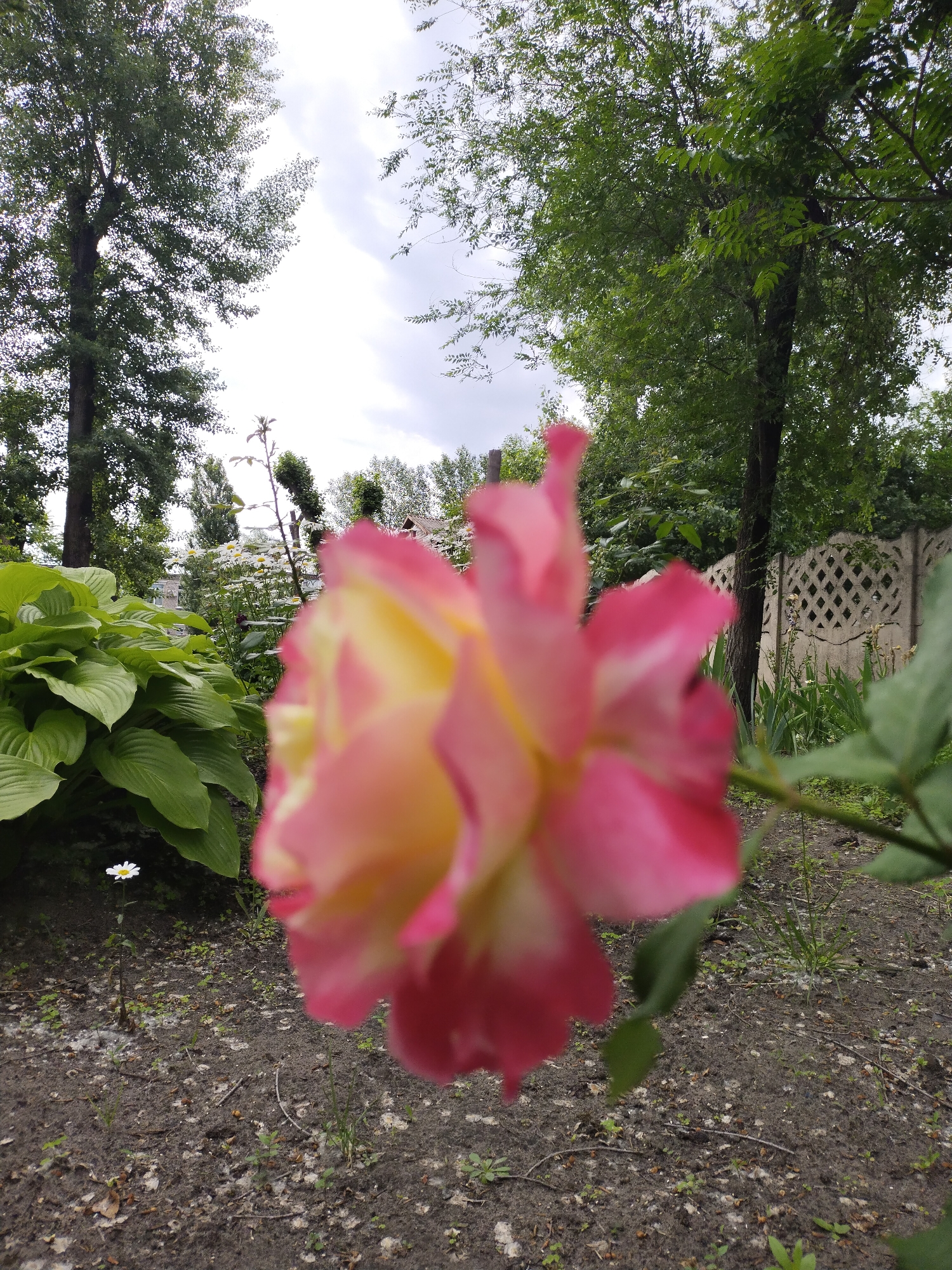 The image captures a close-up view of a blooming pink and yellow rose, which is largely out of focus, positioned in the foreground. Behind the rose, a garden setting is visible. To the left, large green hosta leaves dominate the midground. Further back, a cluster of white daisies is in bloom, with a single white daisy also visible in the dirt in the lower left. A tall, slender stem with a few small green leaves rises near the daisies. In the background, a grey concrete fence with a diamond pattern runs horizontally across the image, separating the garden from what appears to be a residential area with buildings and trees. The overall environment suggests a backyard or a small park in a residential area. The sky is overcast. The location is identified as Horishni Plavni, Ukraine.