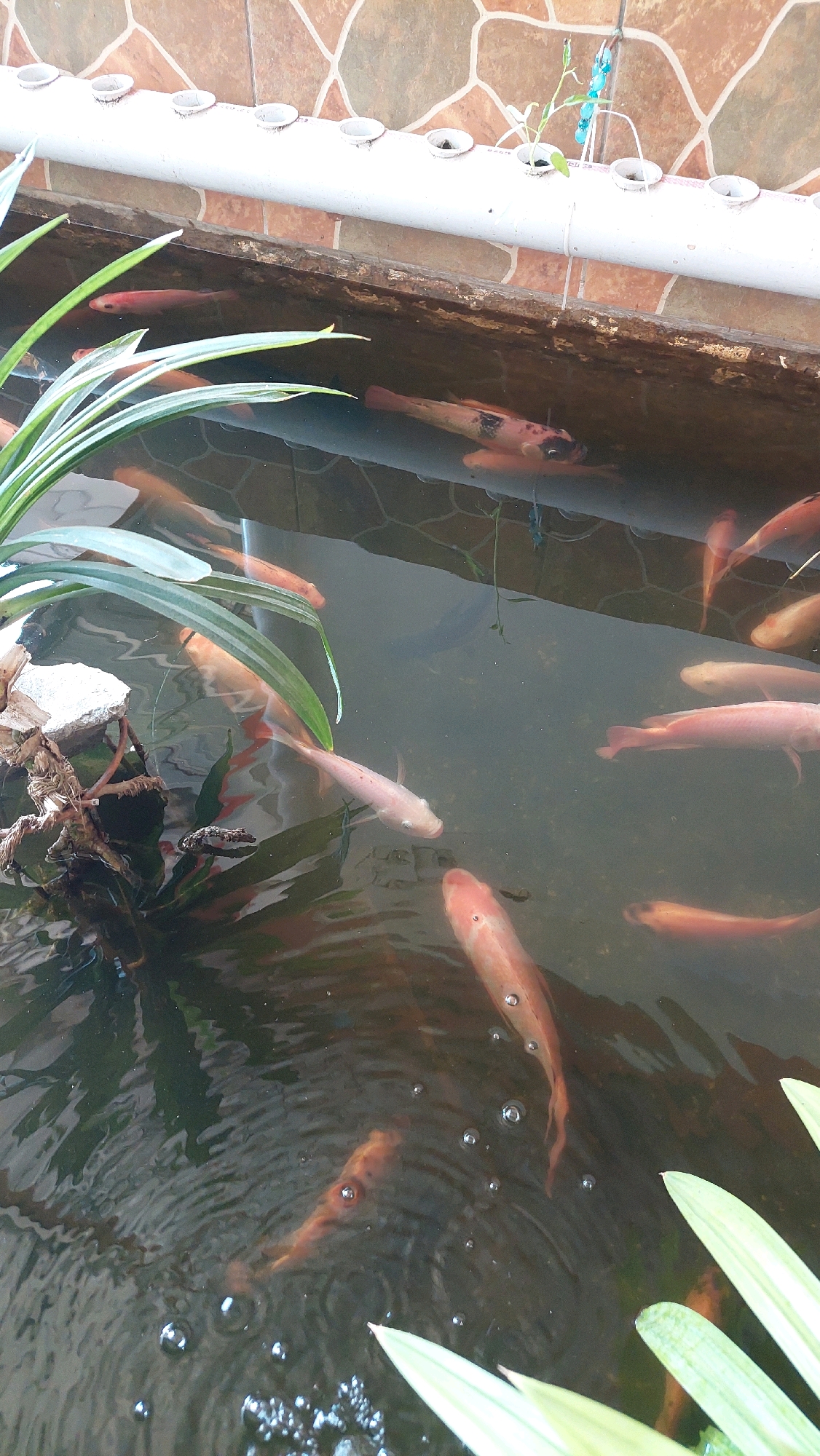 The image depicts an outdoor fish pond in Cibinong, Indonesia. The pond contains numerous goldfish, predominantly in shades of orange and pink, with some having black markings. The water is murky, and several fish are visible near the surface, while others are deeper. Aquatic plants, including long, green, grass-like leaves, are present along the edges of the pond. In the background, there is a wall constructed with patterned tiles, and a white PVC pipe with circular openings runs horizontally above the pond, suggesting a hydroponic system or an overflow mechanism. The overall scene suggests a residential or garden setting.