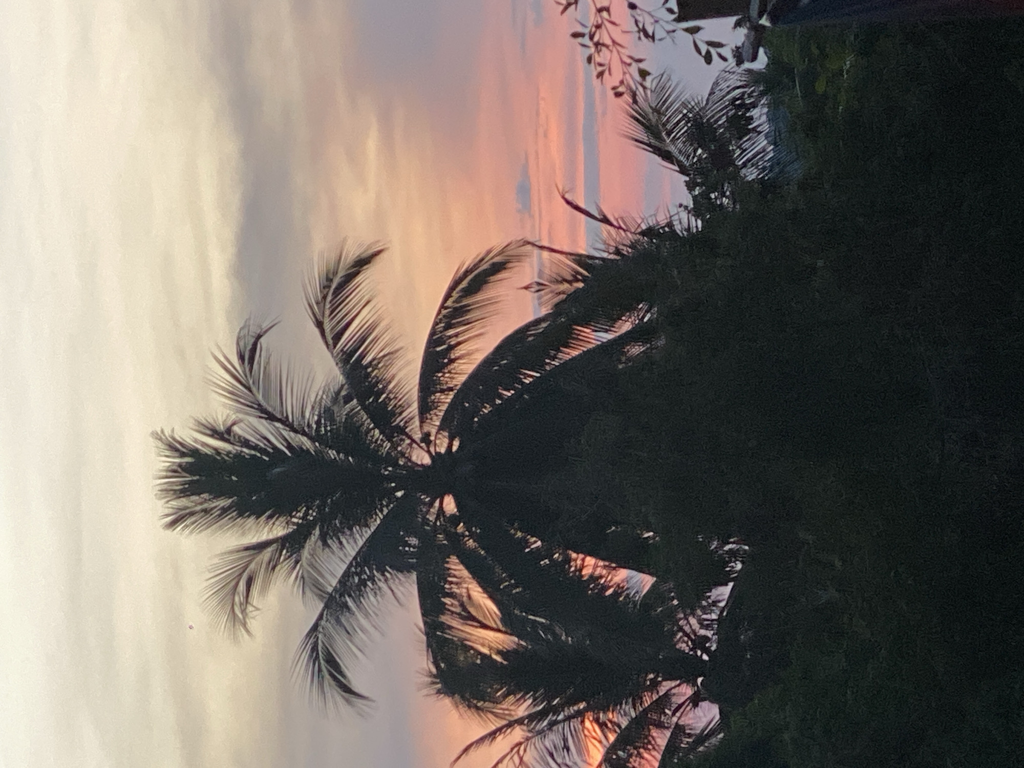 A view of the sky with pastel pink and gray hues during dusk or dawn. Palm trees occupy the foreground, their silhouettes contrasting against the colored sky. The presence of greenery suggests a tropical environment. The location is likely Baan Kai, Thailand, as indicated by the prompt.