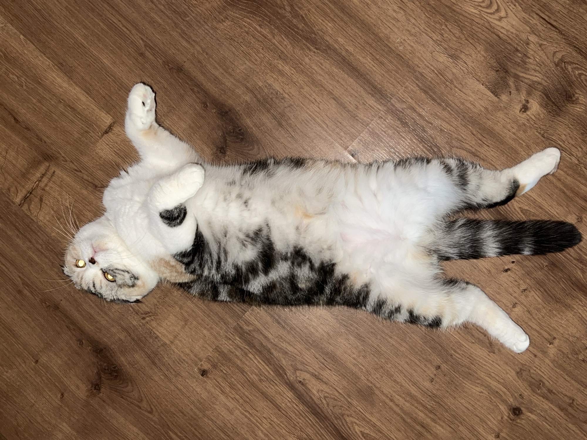 A Scottish Fold cat lies on its back on a wooden floor. The cat is predominantly white with patches of black and tan tabby markings. Its eyes are open and yellow. Its paws are extended, with the front paws tucked slightly towards its chest. The tail is bushy and striped. The background is a close-up of a dark brown wooden floor with visible grain. There is no indication of the city of Noviy, Russia, or any other specific location.