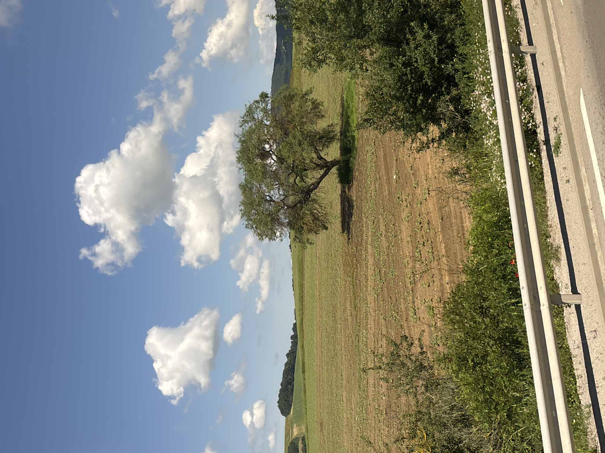This image depicts a rural landscape with a clear blue sky dotted with fluffy white clouds. In the mid-ground, a large, sprawling tree with sparse foliage stands prominently in a cultivated field. The field appears to be recently plowed or planted, with rows of young plants visible. Beyond the field, rolling hills covered with green vegetation and dense forests form the background. In the foreground, a section of a road with a metal guardrail is visible, suggesting the vantage point is from a roadside. The overall impression is one of a sunny, rural setting, possibly in or around the city of Prolaz, Bulgaria, given the agricultural landscape and topography. There are no people or animals visible in the image.