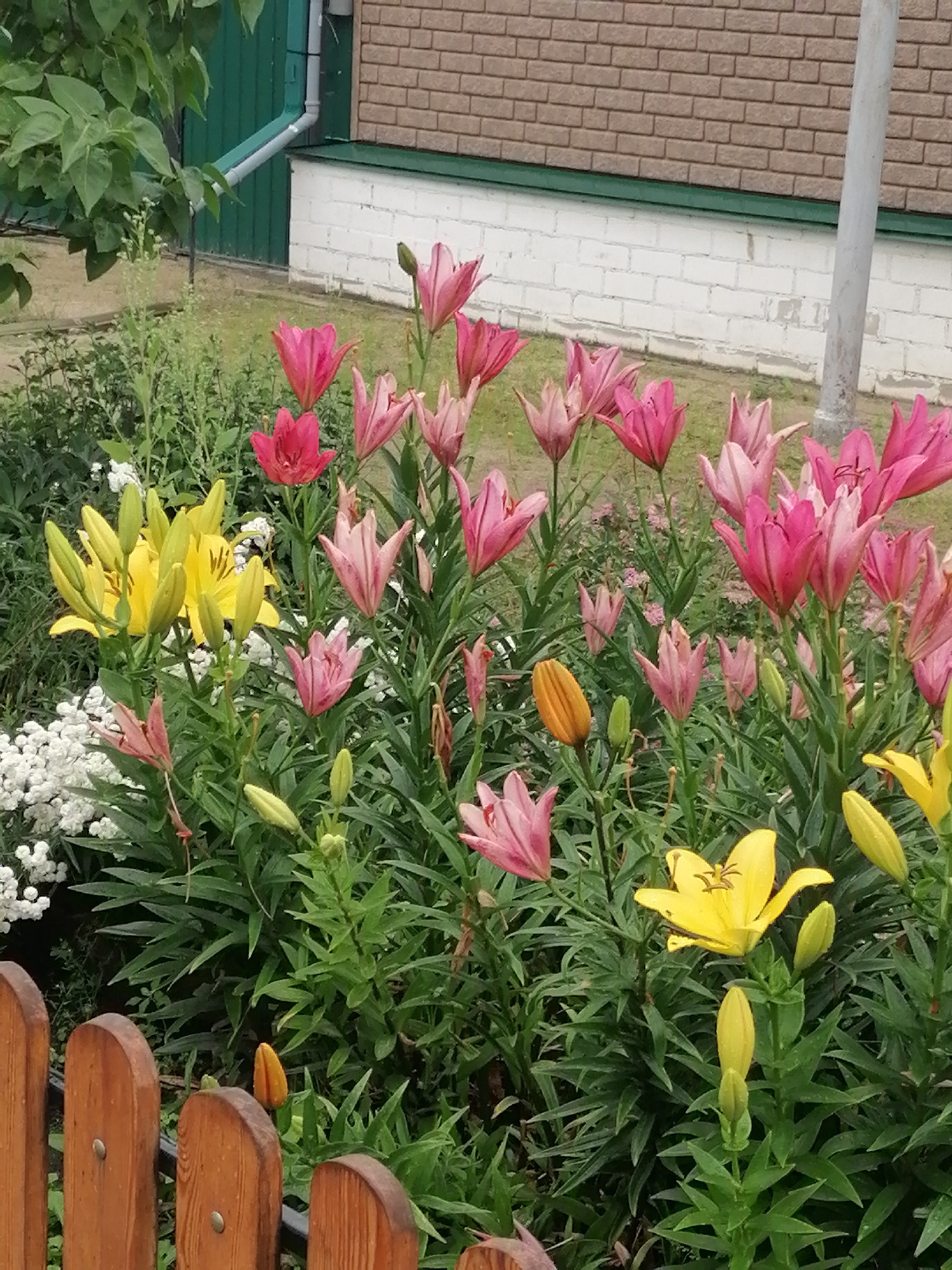 The image captures a vibrant flowerbed featuring numerous lilies in various stages of bloom. Predominantly, there are pink and yellow lilies, interspersed with smaller white flowers. The lilies display an array of colors from pale pink to deep fuchsia, and bright yellow. Several buds are visible, indicating the continued blooming cycle. The plants are lush with green foliage, suggesting a well-maintained garden. In the background, a light-colored brick building with a green-painted trim and a white lower section is visible, along with a downspout. A portion of a light-colored utility pole is also present. The foreground shows a segment of a wooden fence constructed from rounded, light-brown planks. The image is taken from a slightly elevated perspective, looking down into the flowerbed. The scene appears to be an outdoor residential setting.