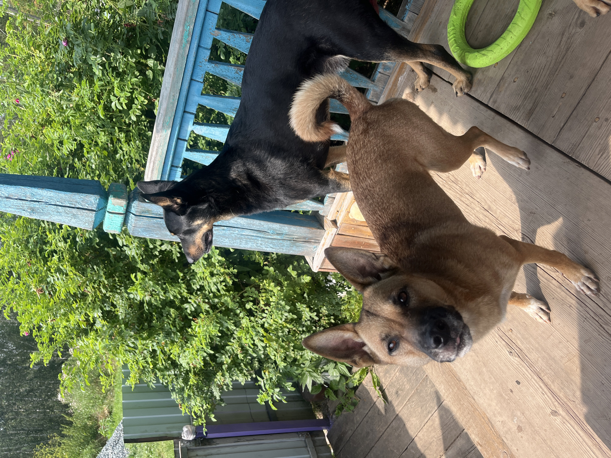 Two dogs are on a wooden porch with a blue railing and wooden posts. The dog in the foreground is brown and tan, facing the camera. The dog in the background is black and tan, facing away from the camera and looking to the left. A green ring toy is on the porch to the right of the dogs. The porch appears to be in a rural or suburban setting, with dense green foliage and trees visible behind the railing. The lighting suggests it is daytime, with sunlight casting shadows on the wooden planks.