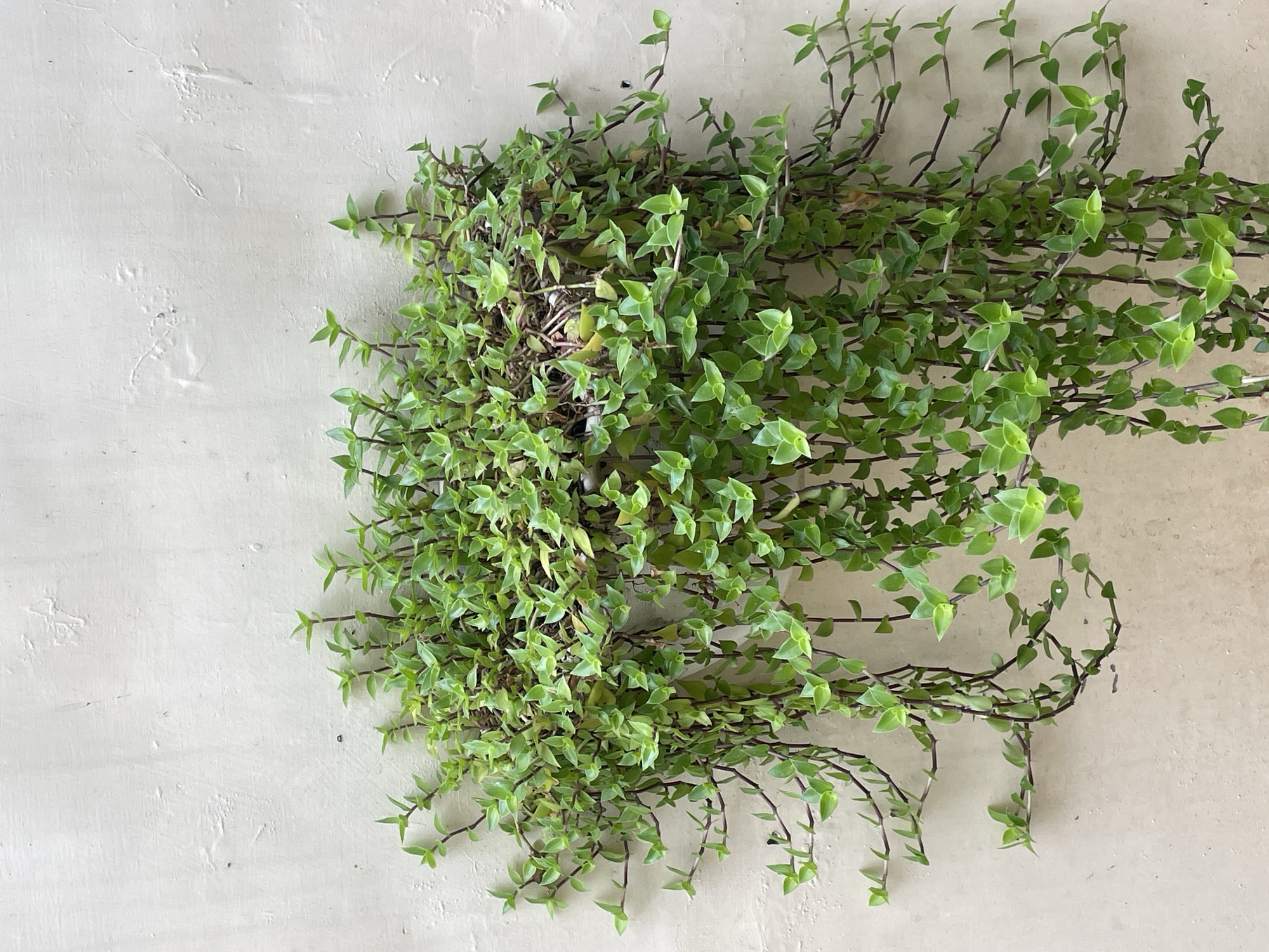 A close-up, high-angle shot shows a cascading houseplant against a textured beige or light gray wall. The plant is full and bushy near the top, with numerous green leaves and trailing stems that reach downward. The leaves are small and appear to have a triangular or heart-like shape. The stems are dark brown or purplish in color. The wall has a rough texture with visible strokes and imperfections. The lighting is soft and even, casting gentle shadows. The location of the image is Chandigarh, India, although this cannot be ascertained from the photograph alone, it is a detail provided from outside context. There are no people or interactions depicted. The focus is on the plant and its contrast with the textured wall.