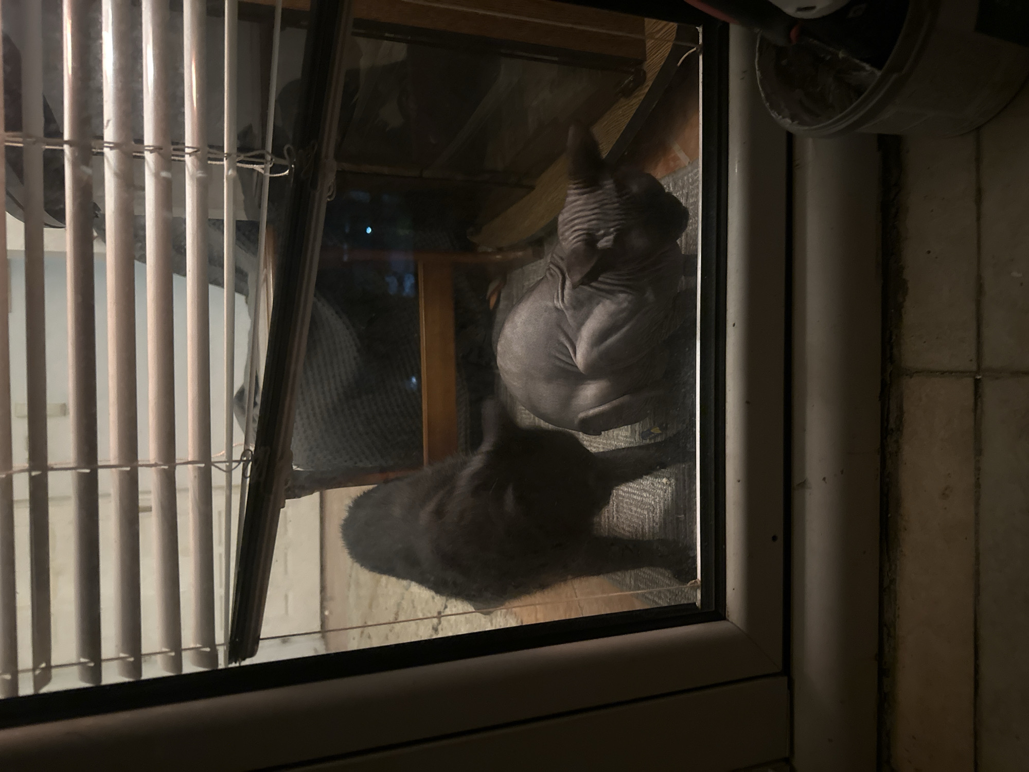 The image depicts two cats observed through a window, likely in a residential setting. One is a hairless cat, possibly a Sphynx, sitting upright. The other cat, appearing dark gray or black, is lying down, stretched out on the floor. The window has blinds partially visible on the left side. A portion of a wall and what seems to be ventilation equipment is visible on the right side of the window frame. The location in Budva, Montenegro cannot be determined from the given visual information.