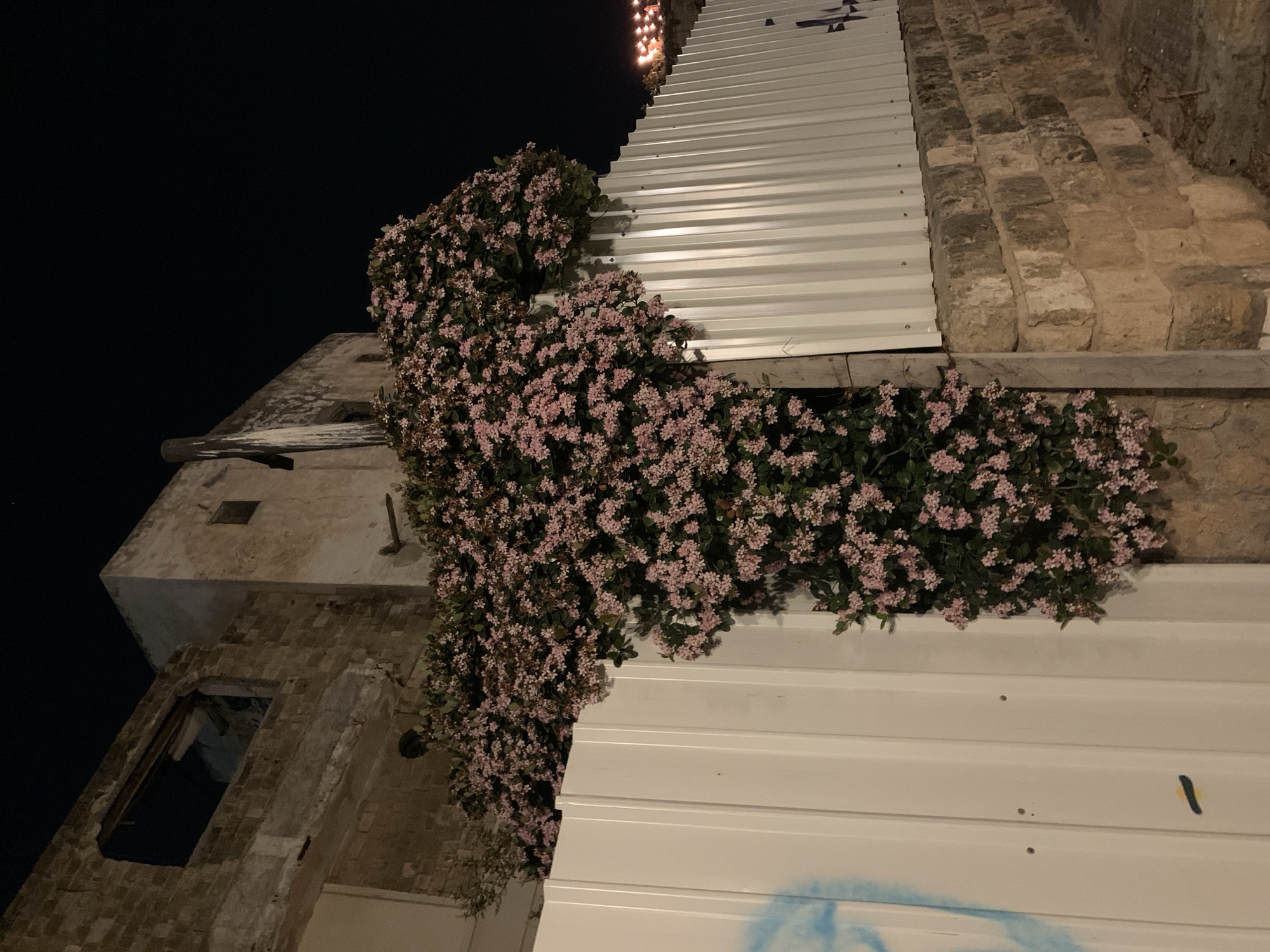 A low-angle shot captures a building at night. The building's exterior is constructed from pale stone bricks and white corrugated metal sheets. An abundance of small, light pink flowers and green foliage covers a portion of the building's side and top. Graffiti is visible on the lower portion of the white metal sheets. The sky is dark, and some lights are visible at the top of the building.
Given the style of architecture and materials, it is likely that this location is in Tel-Aviv, Israel, known for its mix of historical buildings and modern construction, along with its plant life.
