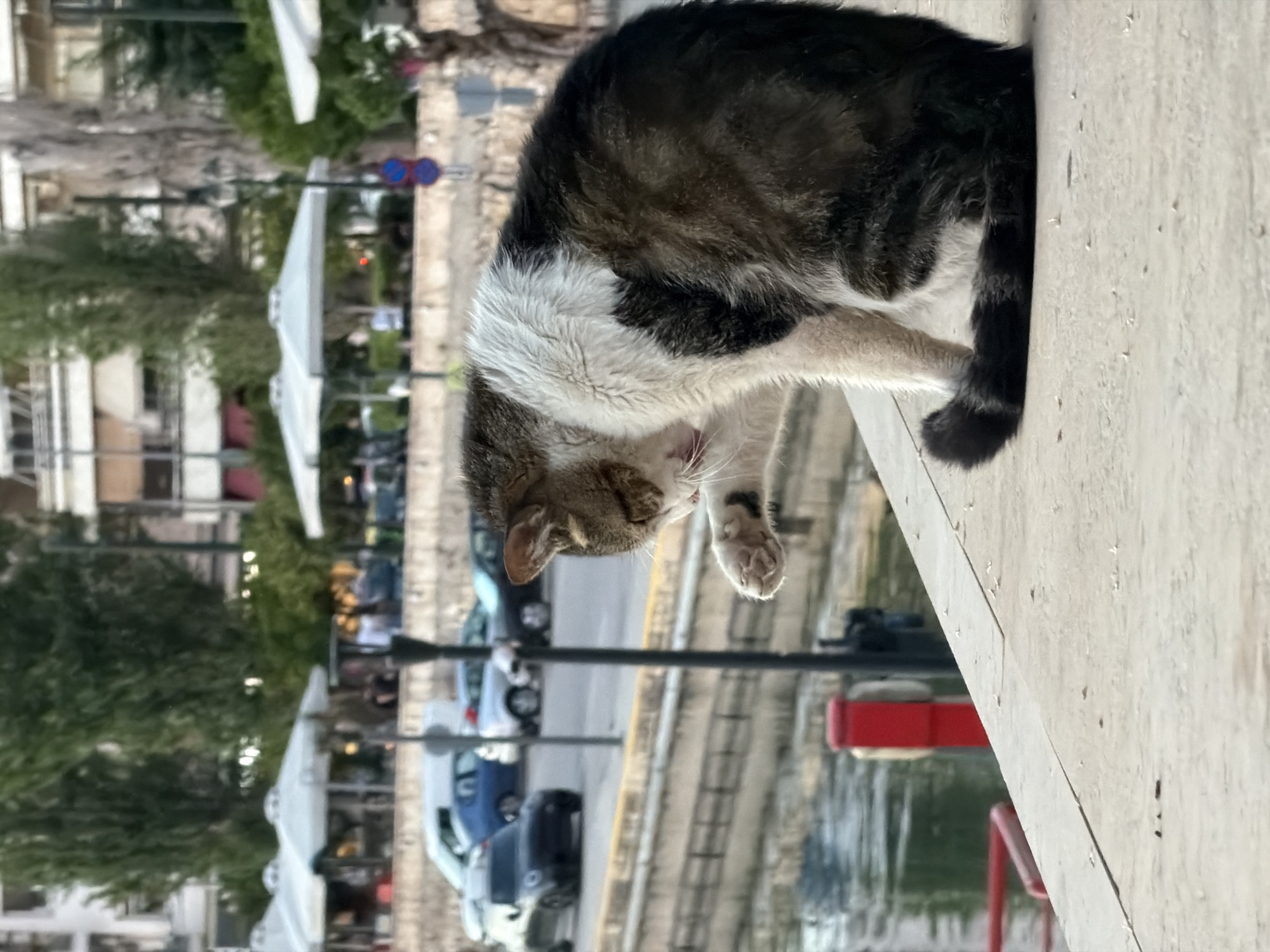 A cat is grooming itself on a ledge in Piraeus, Greece. The cat is a mix of white, gray, and black fur. In the background, there is a road with cars parked along it. Umbrellas are visible on the left, suggesting a restaurant or outdoor seating area. Trees and buildings line the street further back. The foreground shows a part of the waterfront.