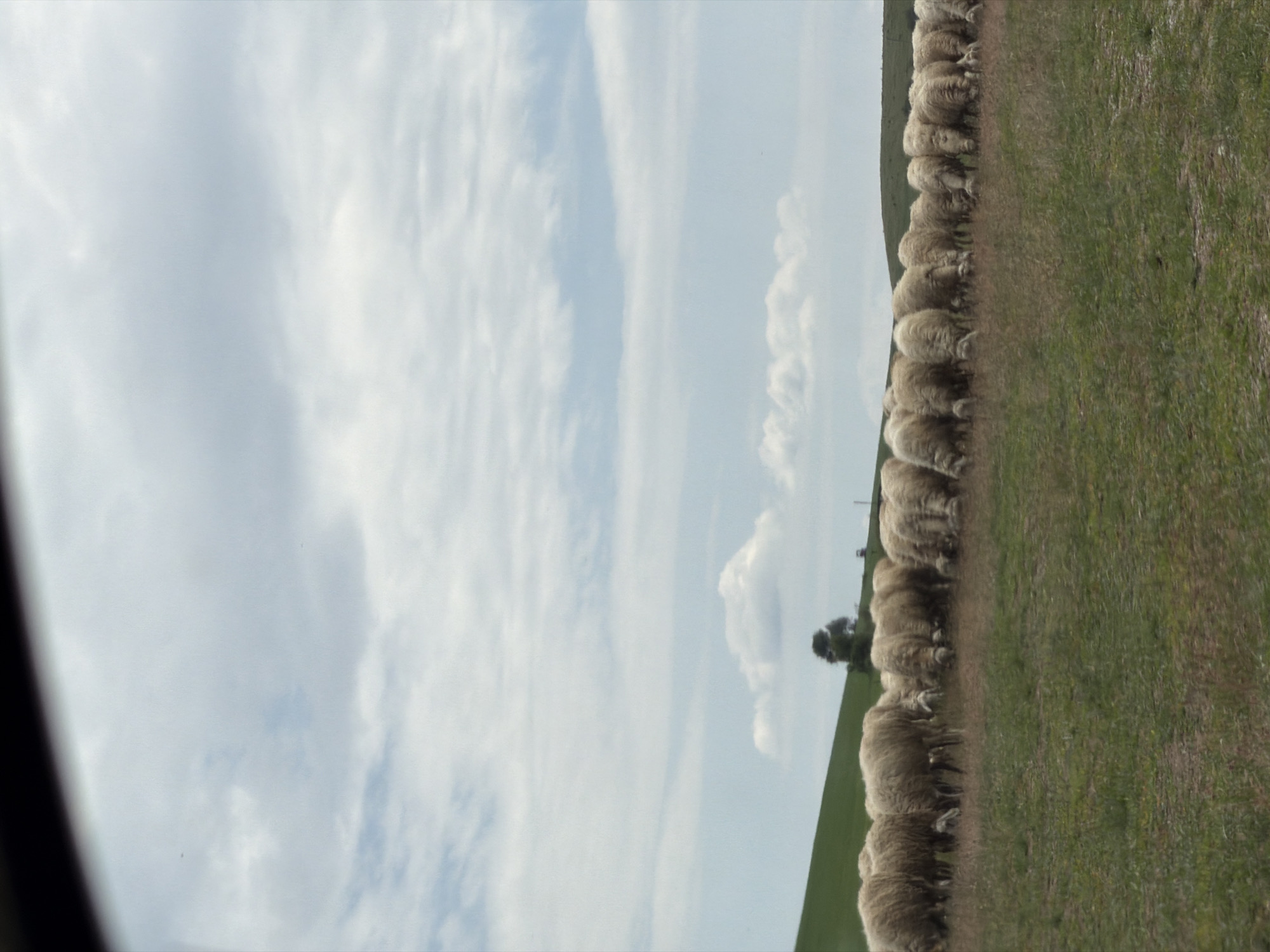 A horizontal medium shot shows a flock of sheep walking along a green pasture under a cloudy sky. The location is Gurgulyat, Bulgaria. The sheep are densely packed in a line, grazing on the grass. A single, small tree stands in the background. The left edge of the image has a blurred, dark area.