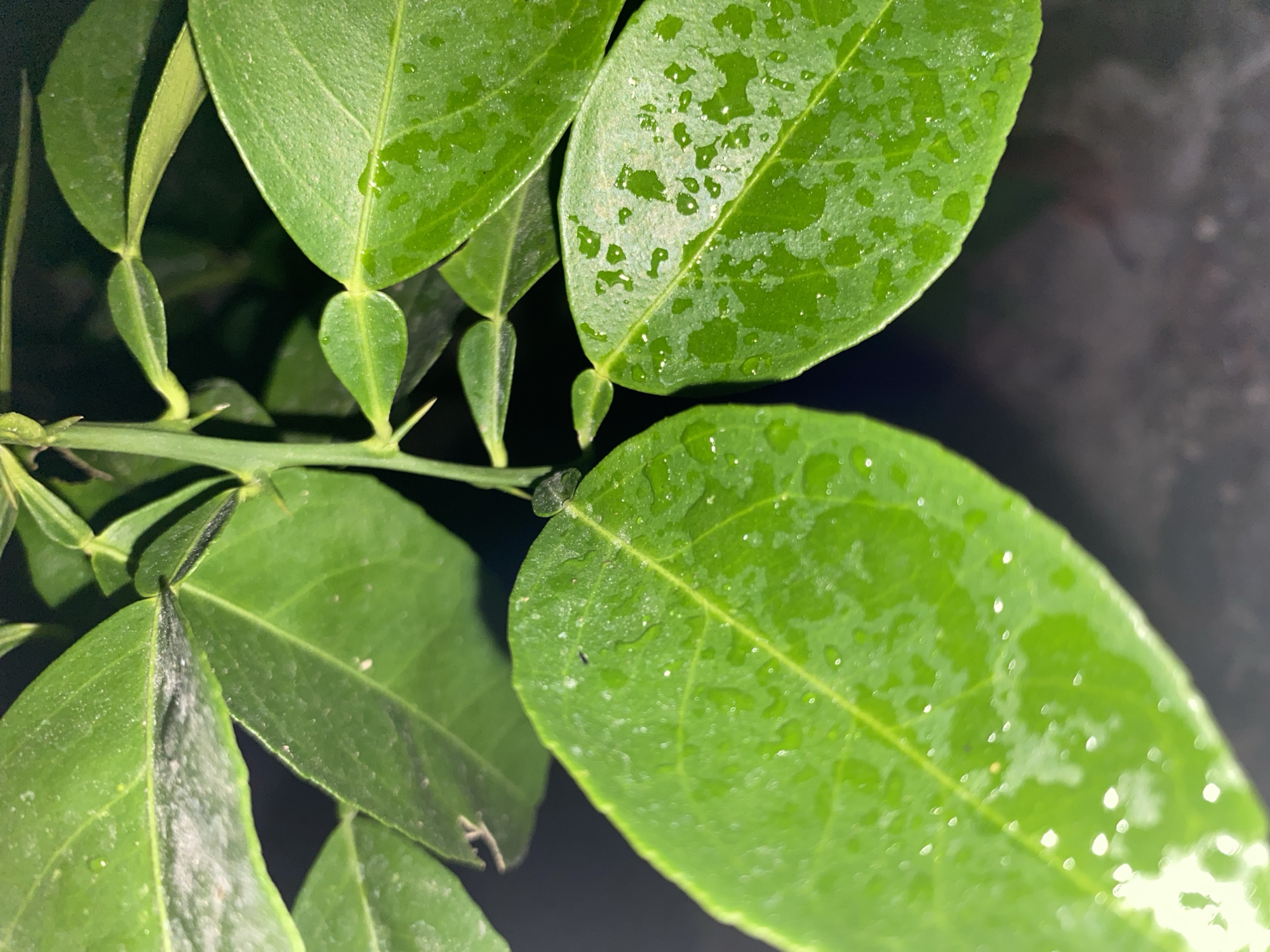 A close-up, macro photograph captures a cluster of vibrant green leaves on a plant, likely an ornamental shrub or tree, with a dark, out-of-focus background. The leaves are plump and slightly glossy, with visible water droplets clinging to their surfaces, suggesting recent watering or dew. Some of the leaves exhibit subtle textures and veins, and a thin, thorny stem with smaller leaflets is visible in the upper portion of the frame. The lighting creates a slight sheen on the leaves, highlighting the moisture. There are no people or overt signs of human activity within the frame. The image does not contain any contextual information to place it in Lambaro Kueh, Indonesia.