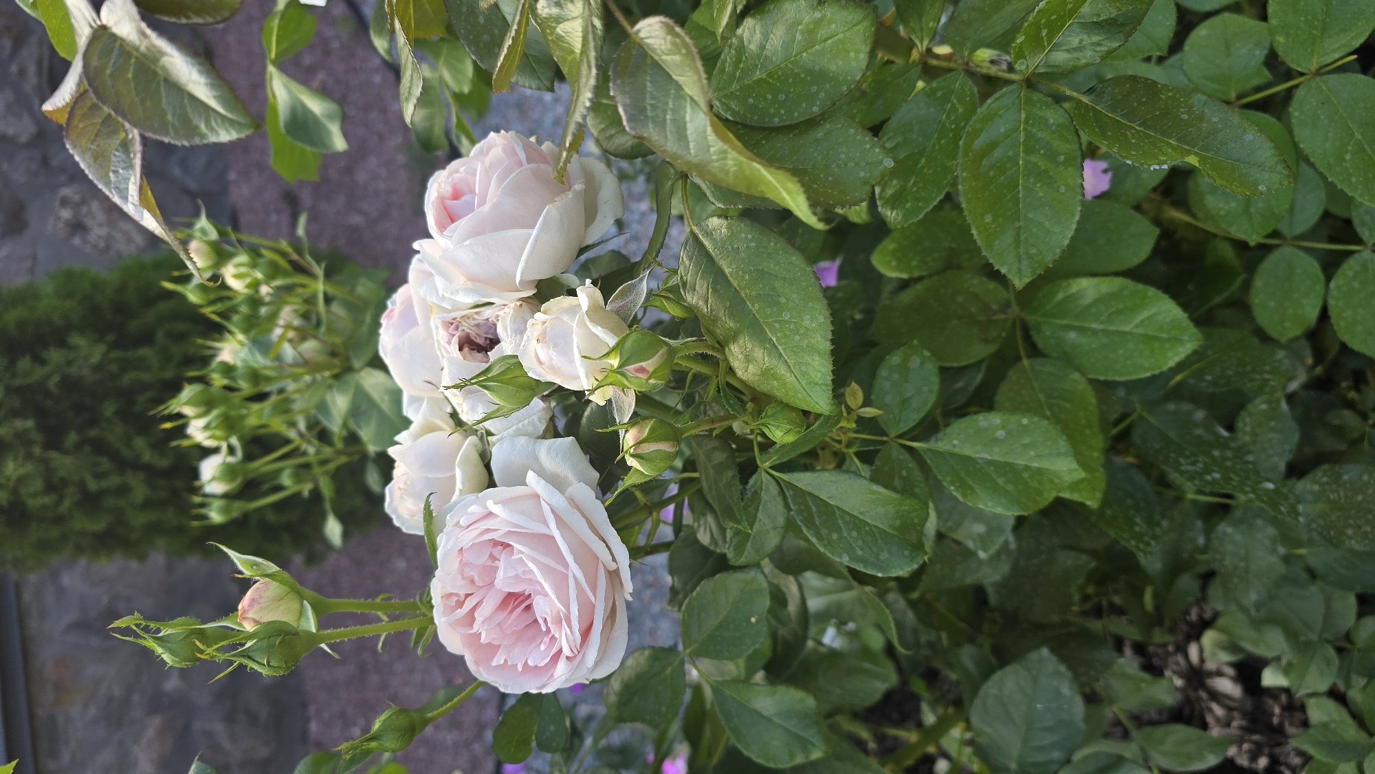 A close-up, horizontal shot shows a cluster of delicate, light pink roses and their buds, partially obscured by lush green foliage. The roses are in various stages of bloom, with some fully opened and others still tightly furled. The petals are soft and layered, displaying a subtle gradient of color from a pale pink to a creamy white. Several green rosebuds are visible, some with hints of pink peeking through. The leaves of the rose bush are a vibrant green, with some showing small, light-colored speckles, possibly from water droplets or a natural variation.
In the background, a blurred green evergreen bush is visible to the left, and beyond that, a textured surface of reddish-brown stone or brick. The lighting suggests it's daytime, with soft sunlight illuminating the flowers and leaves, creating gentle shadows. The overall impression is one of natural beauty and the serene atmosphere of a garden. There is no visible text in the image. The location is Reshetylivka, Ukraine.
