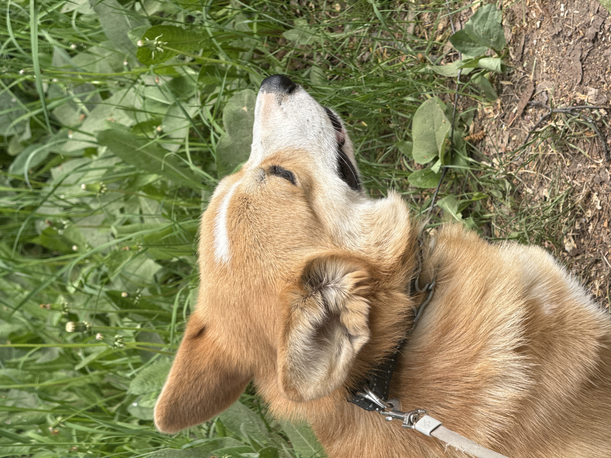 A close-up, eye-level shot depicts a light brown and white dog in an outdoor setting. The dog is wearing a black collar with a silver clip attached to a tan leash. It appears to be enjoying the outdoors with its head tilted upwards and eyes mostly closed. The background consists of green grass and some dirt. The location is not discernible. No people are visible in the image.