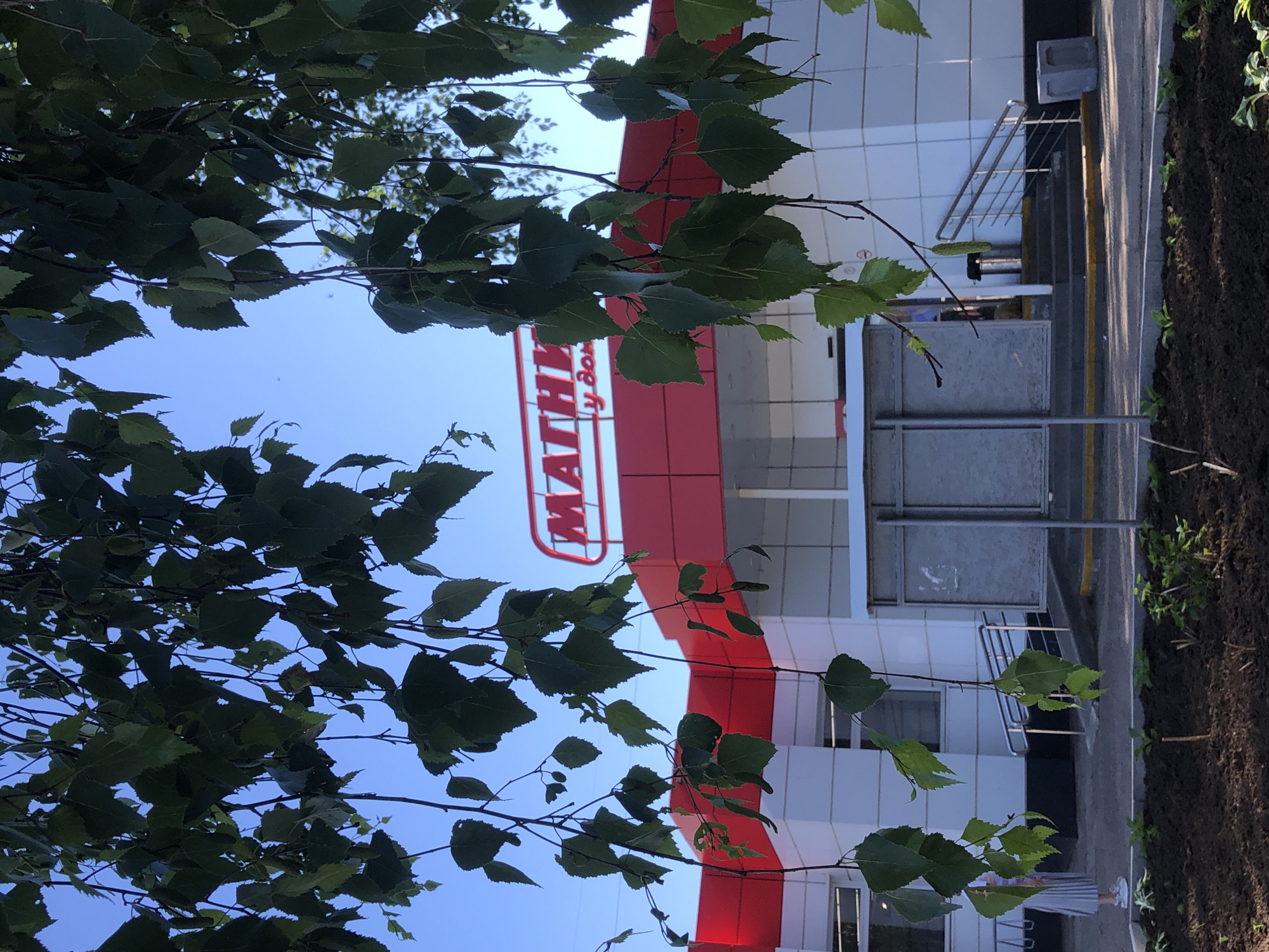 The image captures a frontal view of a "Magnit" supermarket in Noviy, Russia, seen through the branches and leaves of a tree. The building features a prominent red and white facade, with a large red sign bearing the "Magnit" logo in white lettering. The foreground shows a bed of dark soil with small plants and stakes, suggesting recent landscaping. A portion of the supermarket's entrance is visible, including steps and a ramp, with metal railings. A person in a light-colored striped skirt and white sneakers stands near the entrance, partially obscured by the foliage. Trash receptacles and bicycle racks are also visible. The sky is a clear blue, with sunlight illuminating the scene, casting shadows. The overall impression is an outdoor view of a commercial establishment on a bright day.