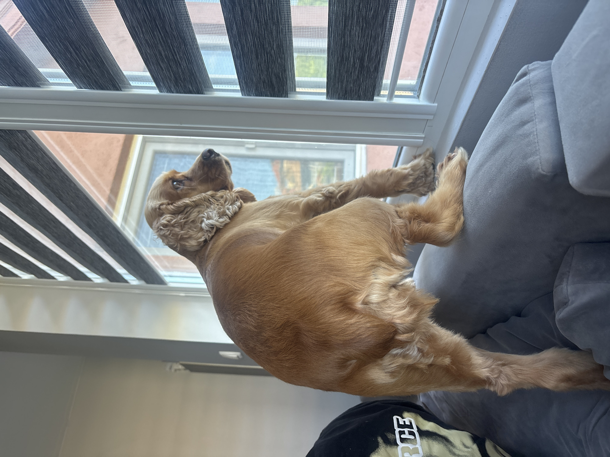 An American Cocker Spaniel, light brown in color, stands on a gray couch, facing a window with zebra blinds. The dog is positioned with its back to the viewer, looking out the window. Through the window, buildings and trees are visible in the distance. The lighting suggests it is daytime, with sunlight entering the room. The image appears to be taken indoors, likely in a residential setting. There is no discernible indication of the specific location in the city of Dibich, Bulgaria.