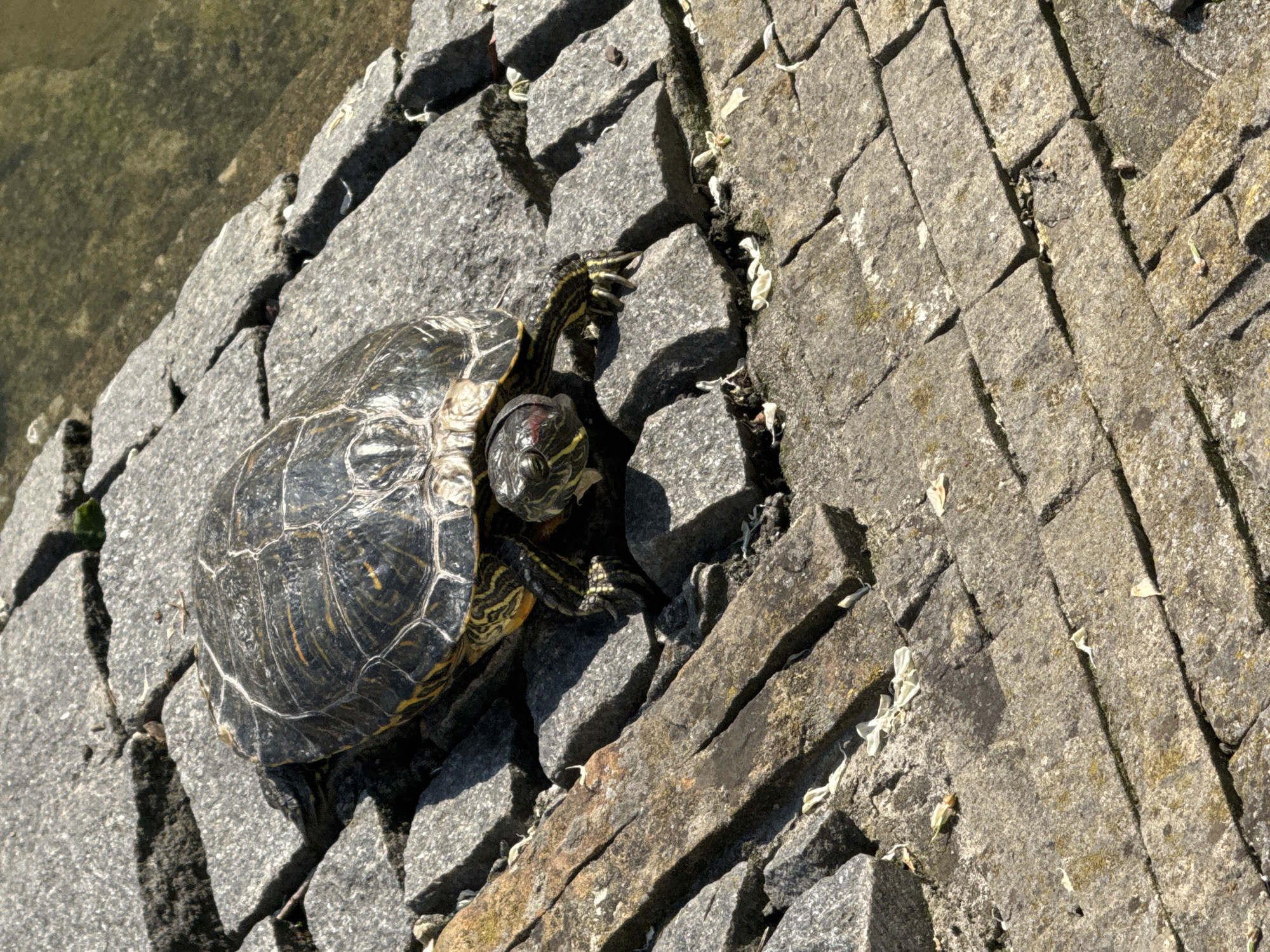 A red-eared slider turtle is basking on a stone embankment. The turtle's shell is dark with intricate patterns of yellow and black. Its head is extended, revealing its distinctive red ear markings. The embankment is constructed of rough, grey stones of various sizes, some of which are broken or worn. There is a hint of green water in the upper right corner of the image, suggesting the turtle is near a body of water. Scattered white petals are visible on the stones. The lighting suggests it is a sunny day. The location is not identifiable as Vinnytsia, Ukraine.