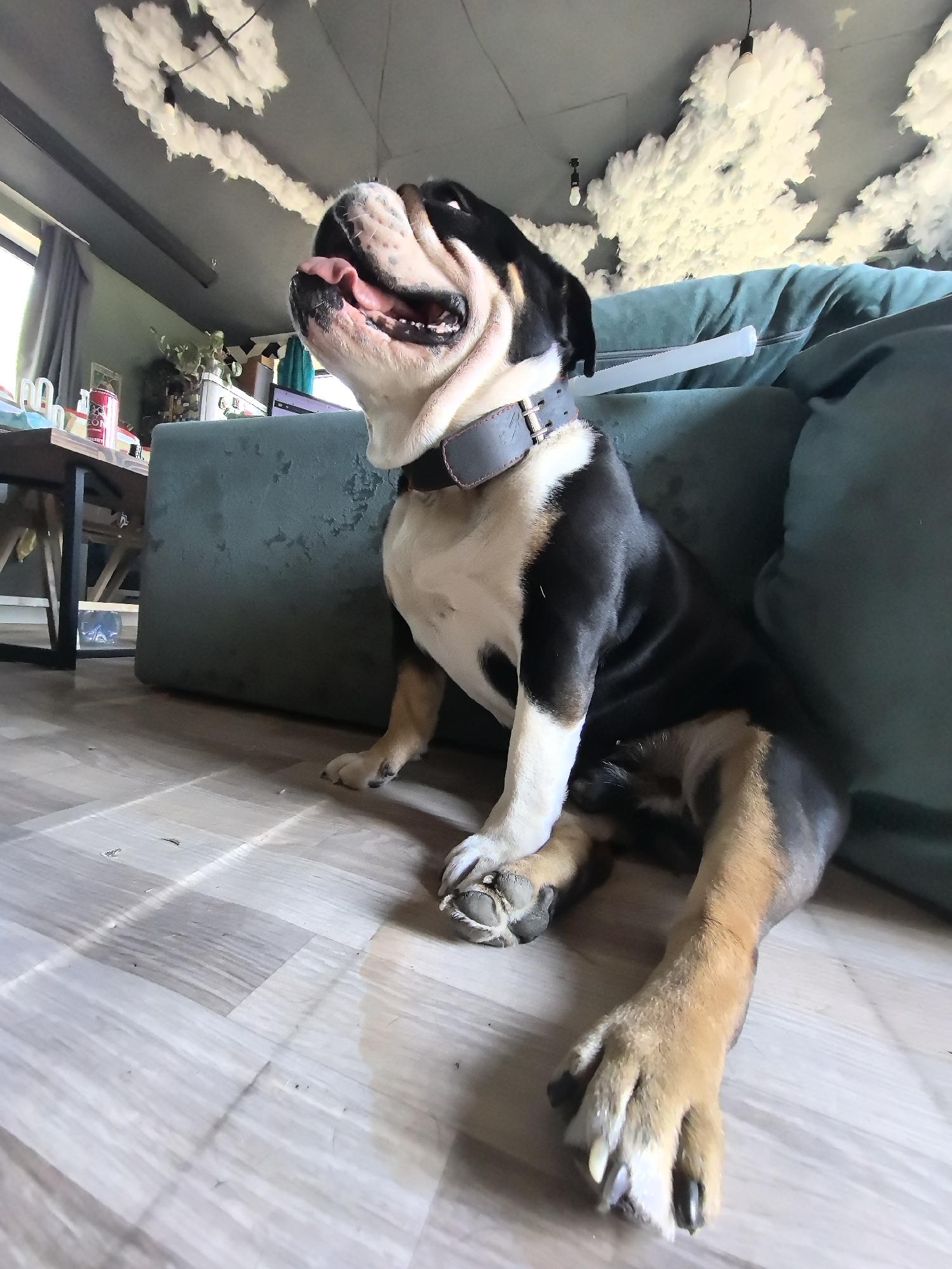 An English bulldog sits on the floor next to a green couch in an indoor setting. The bulldog is primarily black and white with tan markings on its legs. It wears a dark collar. The floor is made of light-colored planks. In the background, a table and chairs are visible, along with other objects, including a red can. The ceiling features cloud-like decorations. The location is Noviy, Russia.