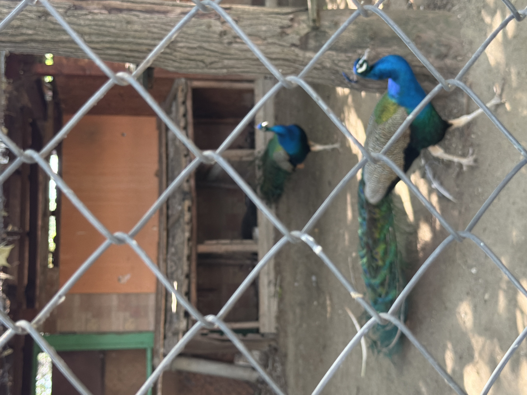 In the city of Pazardzhik, Bulgaria, within an enclosure, two peacocks are visible behind a chain-link fence. One peacock stands on the left, its iridescent green and blue plumage displayed, with its tail feathers spread. Another peacock stands to the right, facing left, with its vibrant blue neck and crest clearly visible. The enclosure appears to be a rustic outdoor habitat, with wooden structures and sandy ground. The focus is on the birds and the fence, suggesting a zoo or animal sanctuary setting.