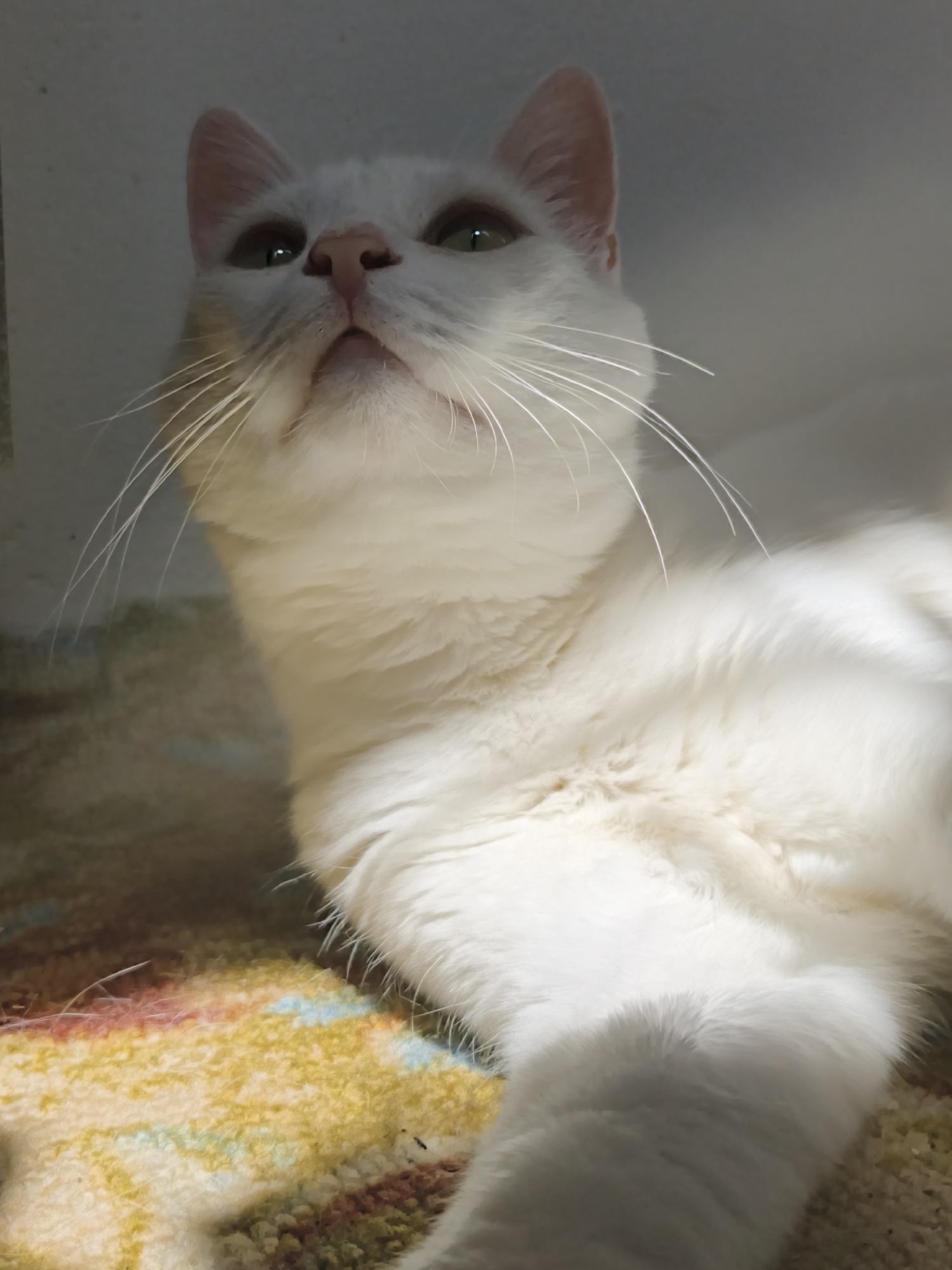 A white cat with vibrant light green eyes and a pink nose is captured in a low-angle, close-up shot, looking upwards with an alert and curious expression. Its long, delicate white whiskers are clearly visible, fanning out from its face. The cat's fur is pristine white and appears soft and fluffy, especially around its chest and belly, suggesting it's well-groomed.
The cat is lying down on a multi-colored patterned blanket or rug, featuring prominent hues of yellow, orange, blue, and brown, which provides a warm and textured base for the subject. A portion of the cat's front leg is visible towards the bottom right of the frame. The lighting suggests an indoor setting, possibly with natural light streaming in from above or the side, creating soft shadows that add depth to the cat's fur and the surrounding environment.
The background is a plain, light-colored surface, possibly a wall, which keeps the focus entirely on the cat. There is no specific activity other than the cat resting and observing something above. The image conveys a sense of calm and gentle curiosity. This indoor scene is located in Sevastopol, Ukraine. No text is visible in the media.