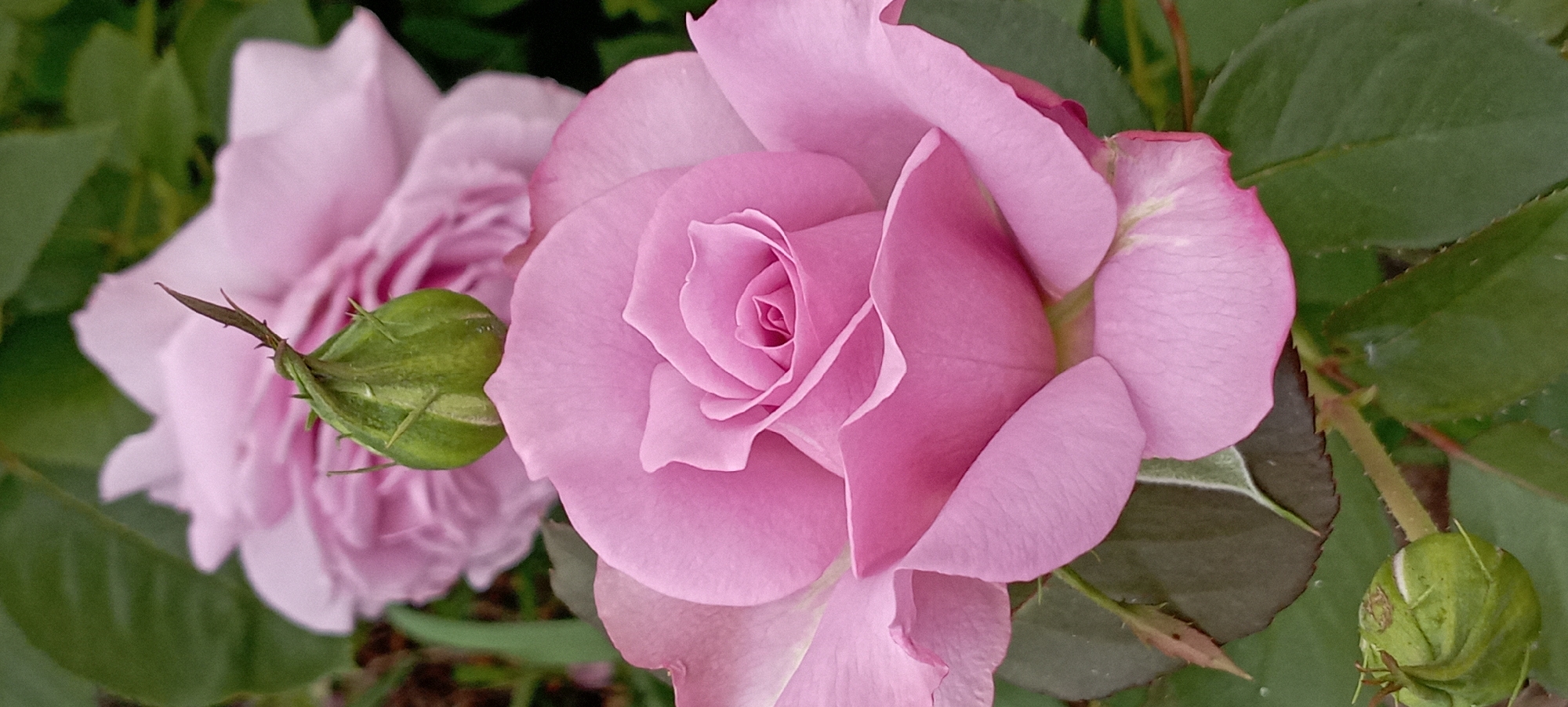 A close-up, vertically oriented, eye-level shot captures a partially opened pink rose in the foreground, with its delicate petals unfurling to reveal a tightly spiraled center. To the left of the rose, a green rosebud with prominent thorns is visible, its tip adorned with a dried, pointed leaf. In the blurred background, another pink rose and lush green foliage create a soft, out-of-focus backdrop. The lighting is natural and diffused, highlighting the subtle variations in the rose's color and texture. The scene is devoid of human presence and appears to be set in a garden or park. The location is Unknown, Unknown.
