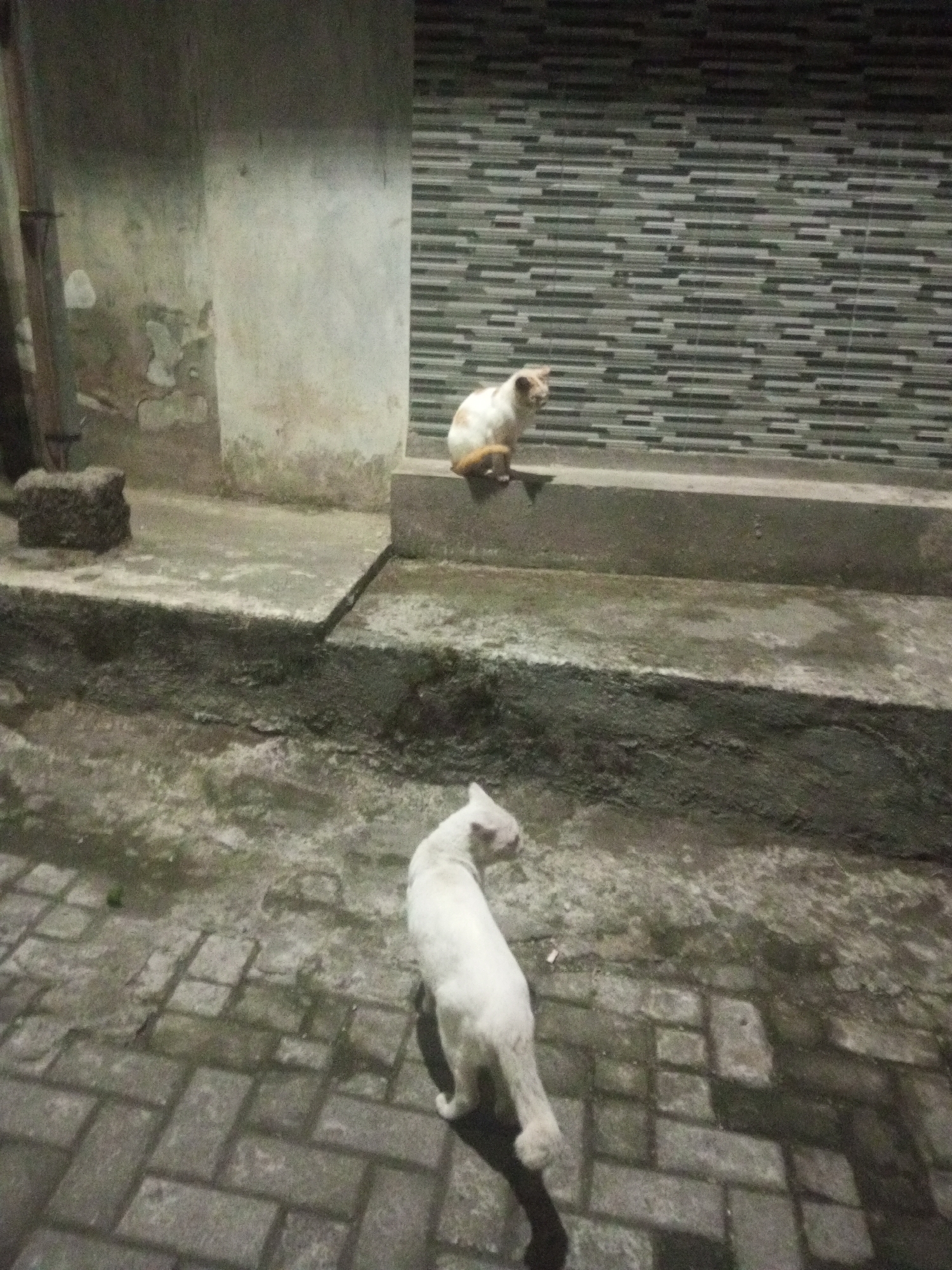 The image depicts an outdoor scene at night, possibly in Andongsili, Indonesia. Two cats are visible. One cat, primarily white with some tan markings, is sitting on a raised concrete ledge in the middle ground, facing left. The second cat, entirely white, is in the foreground, walking away from the camera towards the right. The environment consists of a textured brick-like pavement in the foreground and a concrete walkway or ledge system in the mid-ground. Behind the cats, a wall with horizontal tiling is visible on the right, and a weathered, textured concrete wall is on the left. The lighting suggests it is nighttime, with shadows cast on the pavement.
