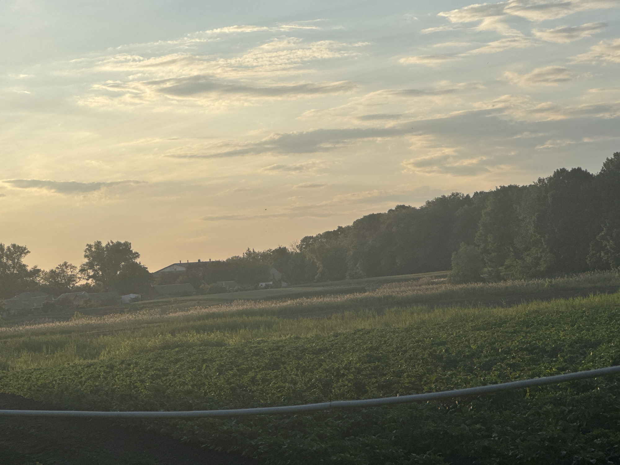 The image captures a serene rural landscape at either sunrise or sunset in Unknown, Unknown. The sky transitions from a light blue with wispy white and gray clouds in the upper portion to a warm golden-orange hue near the horizon, indicative of a low sun angle. A dark, dense treeline or forest covers a prominent hill that slopes downwards from the right side of the frame towards the left. To the left of the forested hill, in the distant midground, several low-rise buildings with dark roofs are faintly visible, suggesting a small village or settlement.
Below the distant treeline, the terrain features multiple horizontal strips of fields with varying vegetation. One distinct strip shows lighter, possibly dried, tall grasses or crops, while adjacent areas are covered in darker green, shorter vegetation. The immediate foreground is dominated by a large, cultivated field filled with lush, vibrant green, leafy plants, potentially a crop like potatoes. Running horizontally across the very bottom of the frame, partially obscuring the foreground field, is a dark gray or metallic pipe or railing. No people or large animals are visible in the scene. The lighting is soft and diffused, characteristic of the golden hour.
