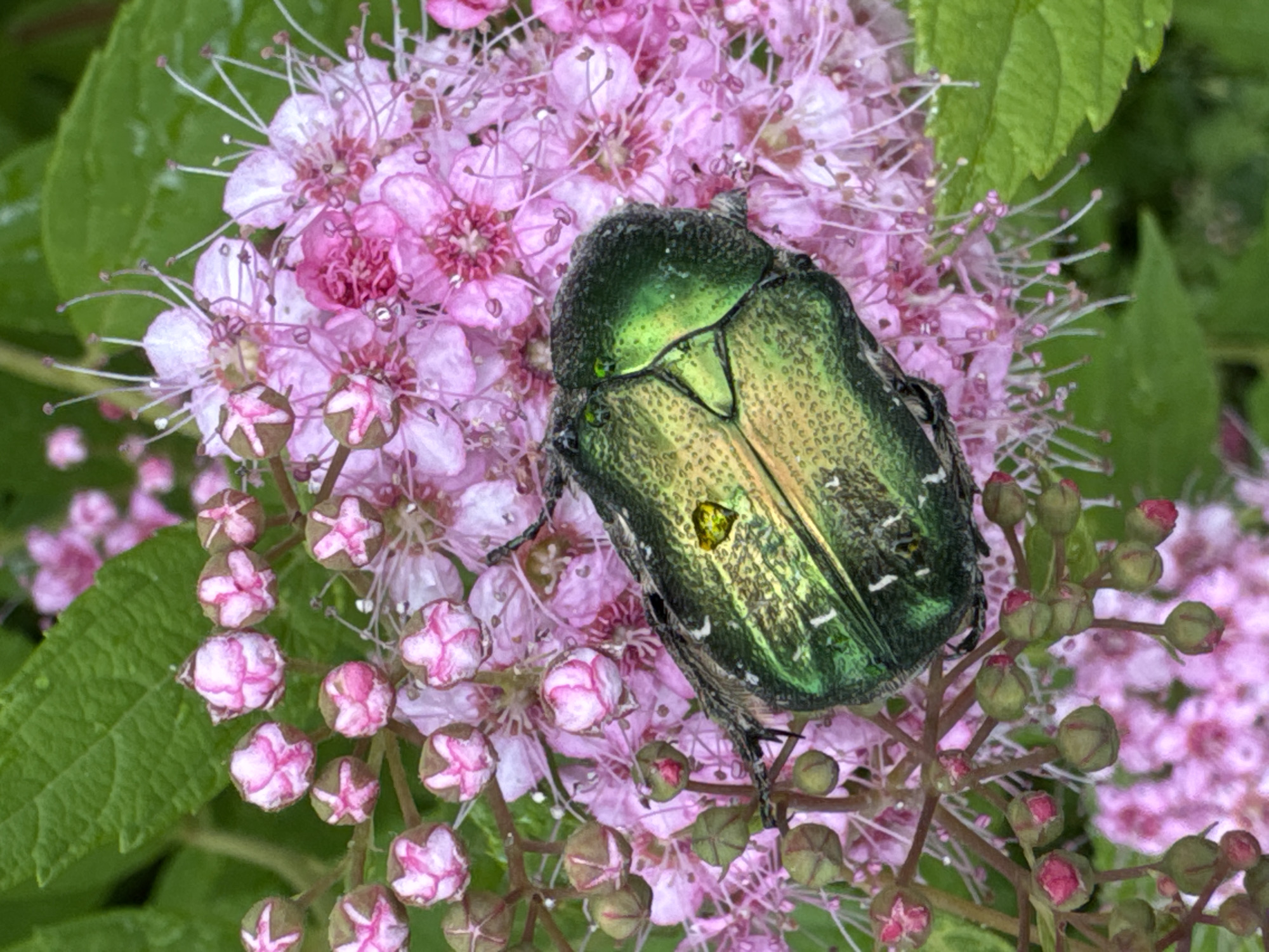 A close-up, eye-level shot captures a vibrant green beetle resting on a cluster of small, delicate pink flowers. The beetle's iridescent exoskeleton shimmers with metallic green and gold hues, highlighting its segmented body and prominent wing casings. The flowers, with their numerous thin stamens, form a soft, blurred backdrop, dotted with unopened buds. Green leaves are visible in the upper and lower portions of the frame, suggesting a natural, outdoor setting. The overall impression is one of nature's intricate details, with the sharp focus on the beetle and flowers creating a sense of depth. This image was taken in Steklyannyi, Russia, likely during the blooming season of the flowers, with overcast or shaded lighting conditions contributing to the soft illumination and rich colors.