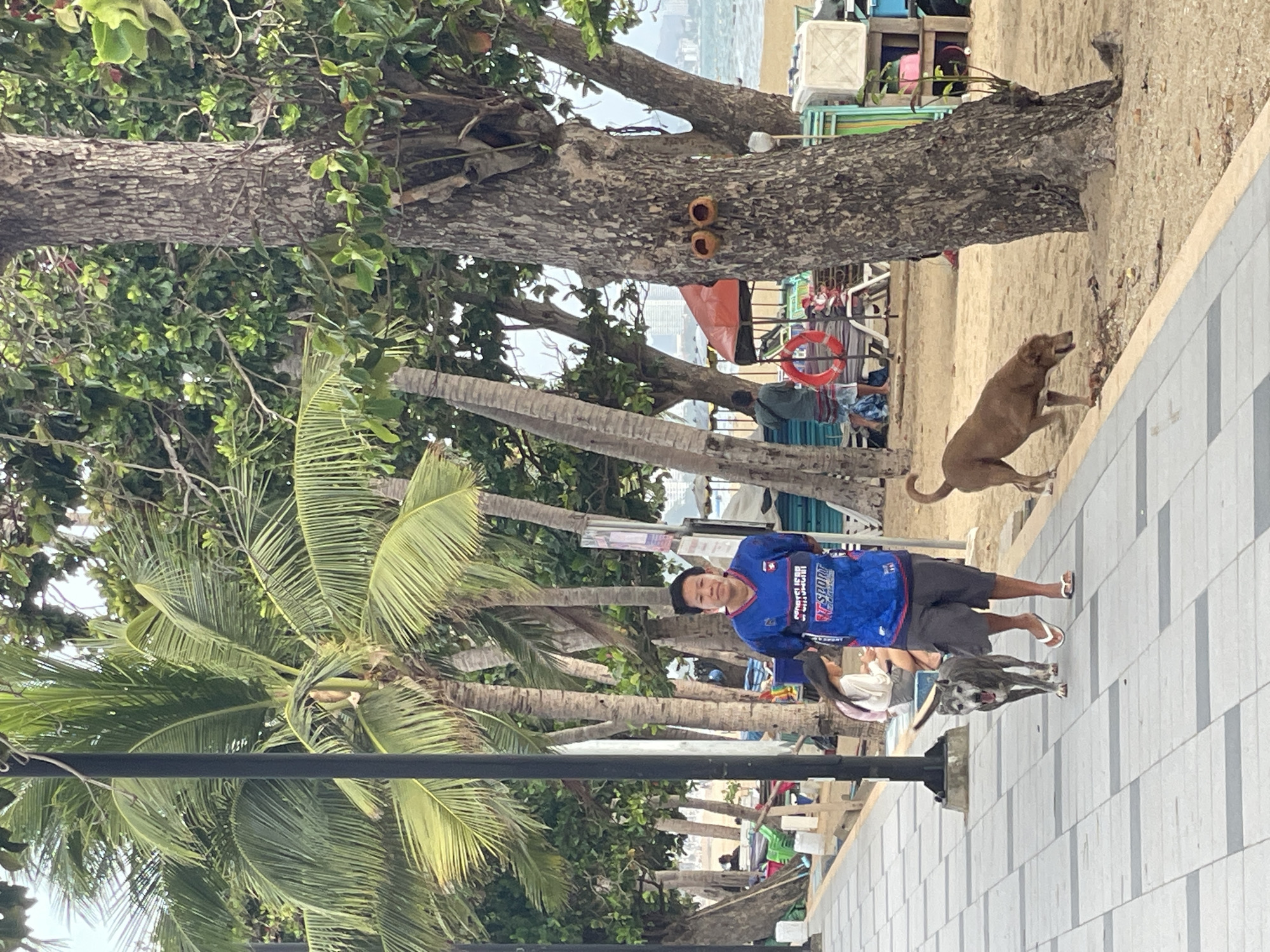 In Pattaya City, Thailand, a man wearing a blue and white sports jersey and grey shorts walks on a paved pathway next to a beach. He is accompanied by two dogs, one grey and one brown. The grey dog is on a leash and walking in front of the man, while the brown dog walks behind him. Behind the pathway, palm trees line the beach, with lounge chairs and umbrellas visible in the background. A large tree with two round holes on its trunk stands on the right side of the image. The ocean is visible in the distance.