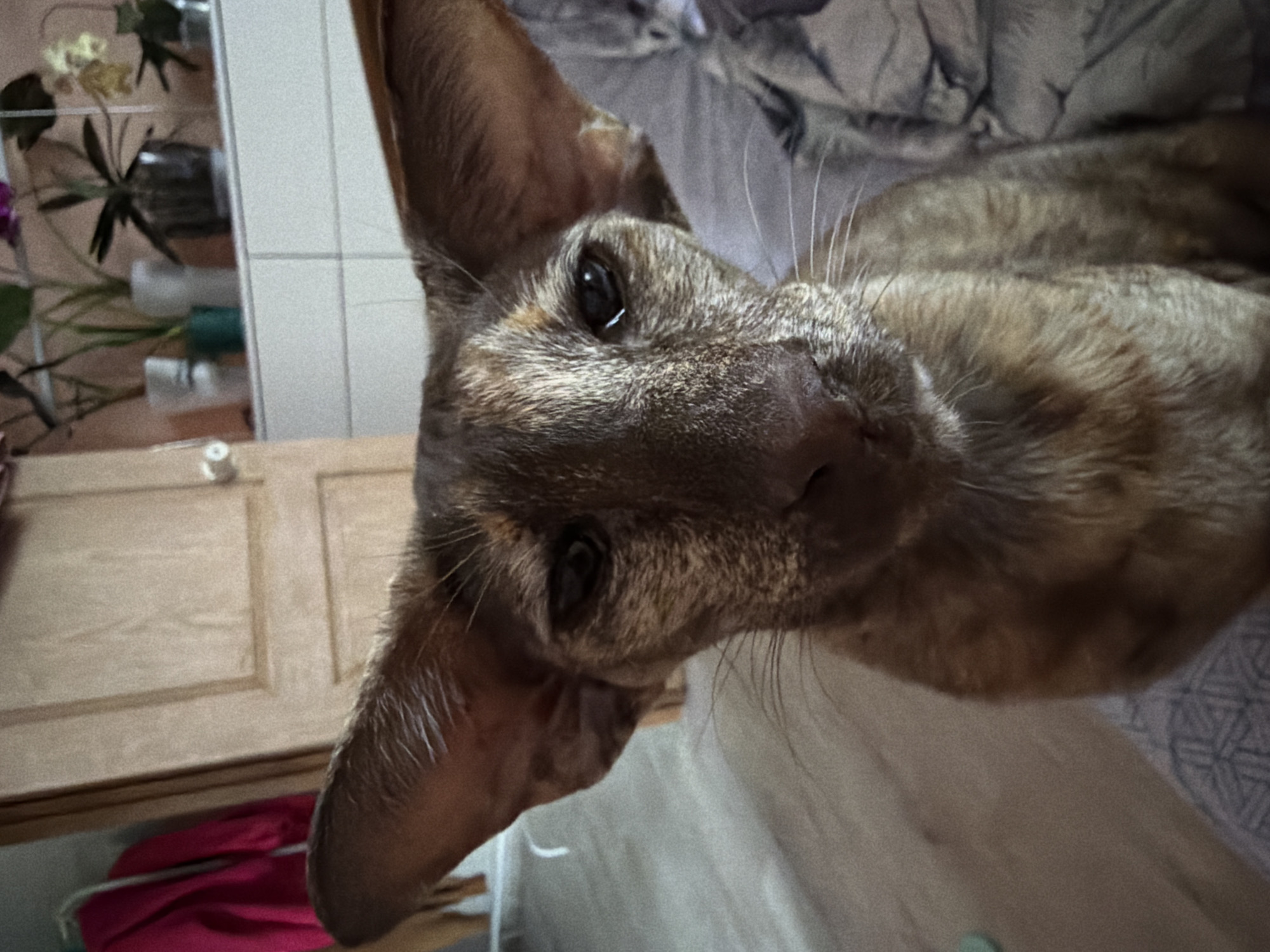 A close-up, low-angle shot focuses on a brown, brindle-patterned cat with large, pointed ears. The cat's face is the primary subject, filling much of the frame. Its eyes are visible, and whiskers extend from its snout.
In the background, to the left, a cabinet with wooden doors is partially visible. On top of the cabinet, there is a shelf with a collection of items, including plants in pots. Beyond the cabinet, there is a white tiled wall. To the upper right of the frame is a bed/couch.
The location or city is not determinable from the visual information provided.