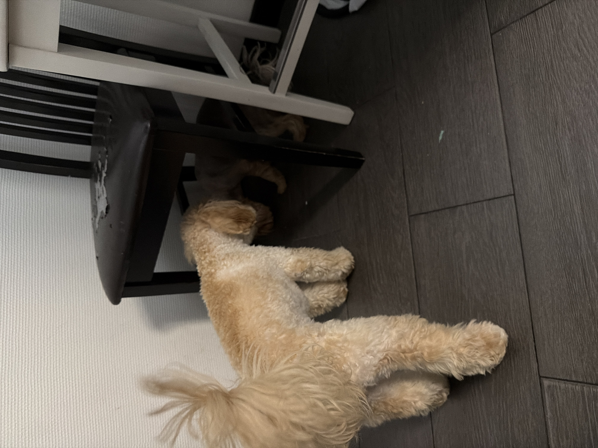 The image shows two light brown dogs near a dark wooden chair with a damaged seat, and a white chair leg. One dog, larger and with a fluffy tail, stands in the foreground facing away from the camera and towards the chair. The other dog is partially visible under the chair. The scene is indoors with a textured white wall in the background and a dark wood-look floor. There is no discernible information about the location in Bila Tserkva, Ukraine.