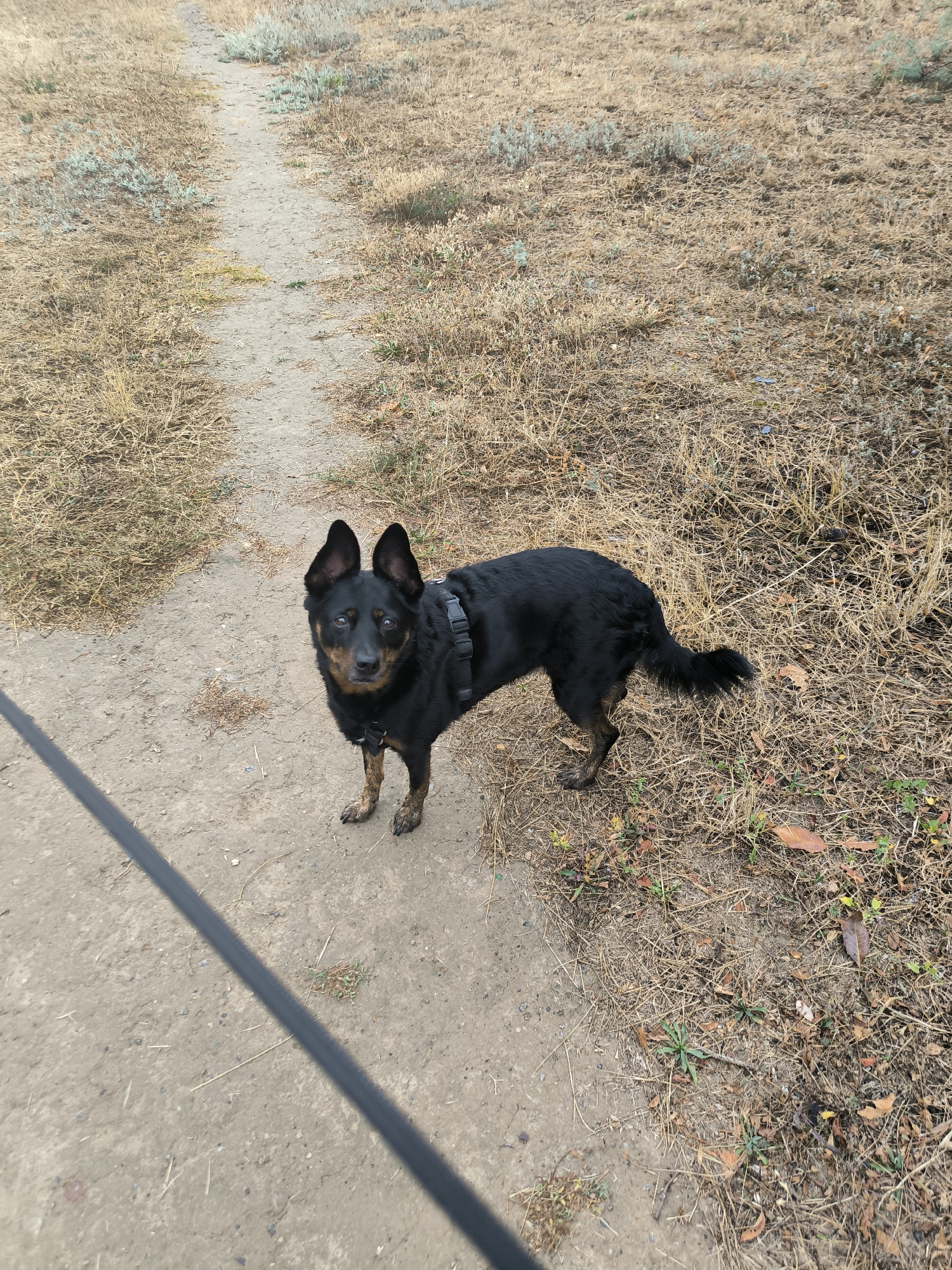 An adult dog, appearing to be a mixed breed with black fur, brown markings on its face, and pointed ears, stands on a dirt path. The dog is wearing a black harness. The path is surrounded by dry, yellowish-brown grass and sparse green vegetation. In the foreground, a dark, thick object, possibly a leash, runs diagonally across the lower left portion of the image. The scene depicts an outdoor environment, likely a park or a rural area, with a path winding through arid terrain. This image was captured in the city of Mykolaiv, Ukraine.