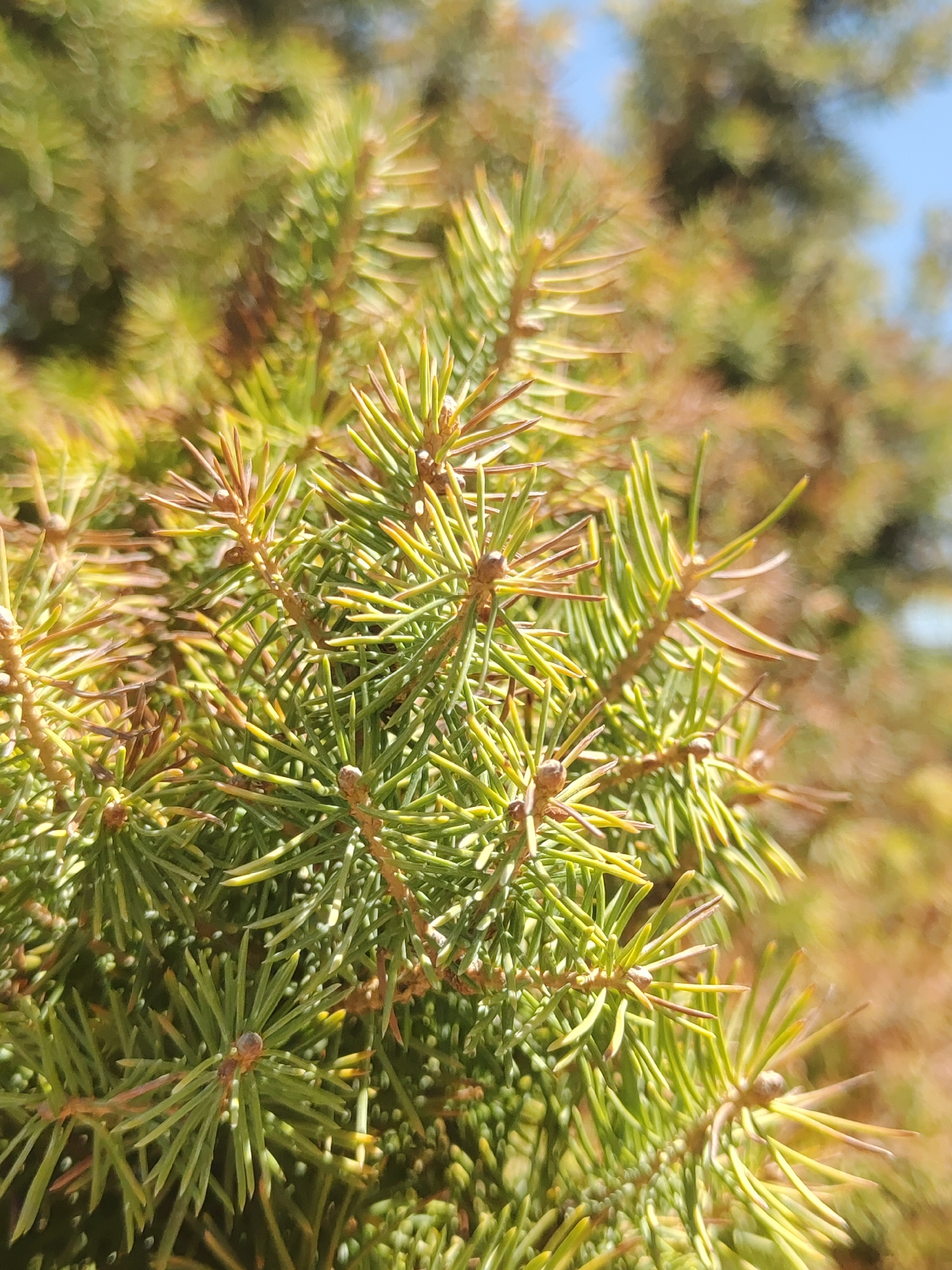 The image is a close-up shot of a pine tree branch with sharp, green needles. The needles are densely packed and arranged radially around the branch. Some needles have a reddish-brown tip, indicating either new growth or drying. Small, dark buds are visible along the branches. The background is a blur of green and brown, suggesting other foliage or trees. A sliver of bright blue sky is visible in the upper right corner. The focus is entirely on the texture and detail of the pine needles and branches. There are no people or animals present in the image. The image appears to be taken outdoors, likely in a park or garden setting. It is not possible to determine the specific location in Tashkent, Uzbekistan from the provided image.