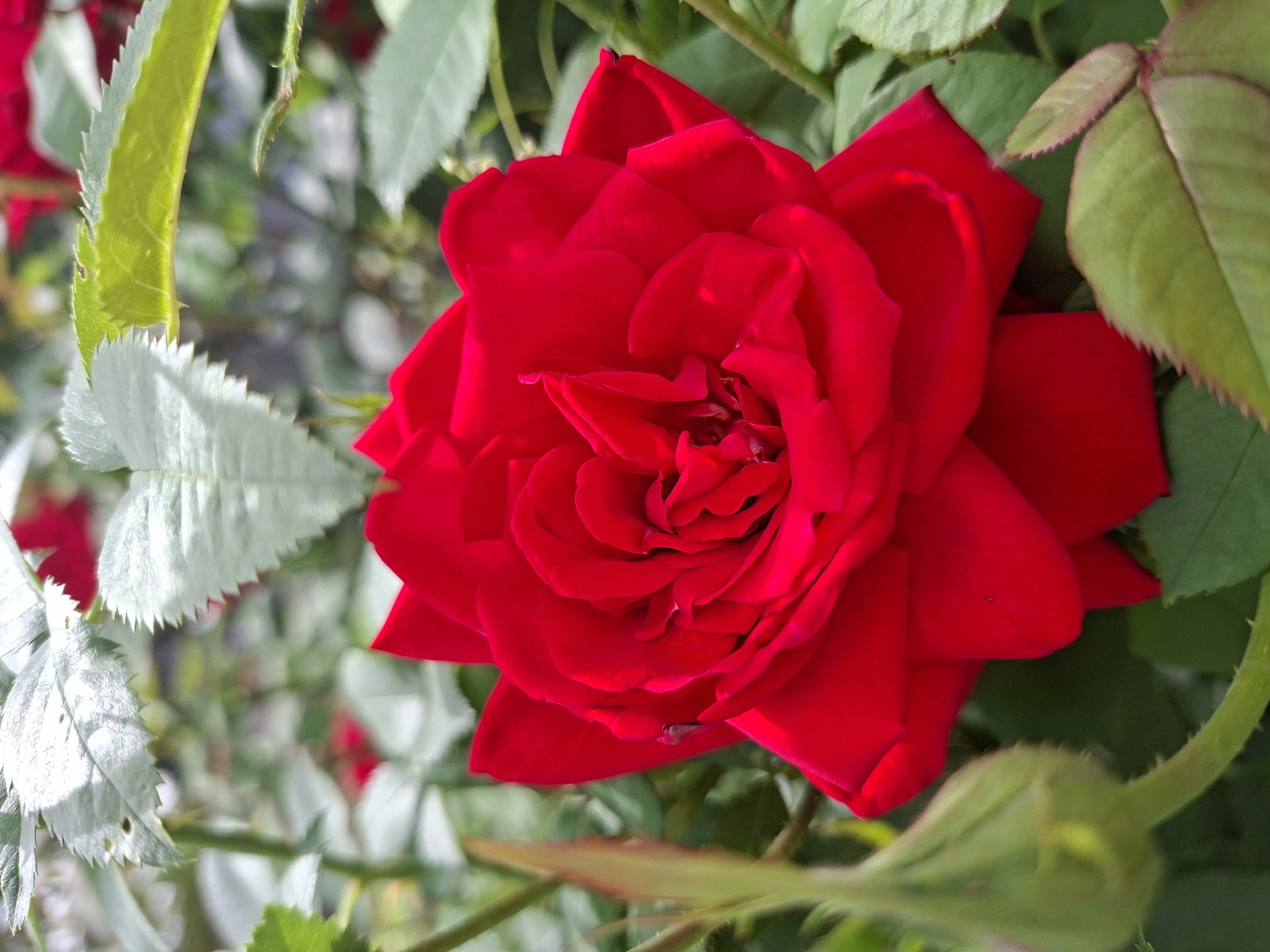 A vibrant red rose is in full bloom, its petals unfurling in intricate layers. The rose is the central focus, surrounded by lush green foliage and other budding roses. Sunlight dapples through the leaves, casting soft shadows on the petals. The background is a blur of green and hints of red, suggesting a garden setting. A single, unopened rosebud in a lighter green hue is visible to the left of the main rose, adding a sense of anticipation. The scene evokes a feeling of natural beauty and growth. The location is unknown.