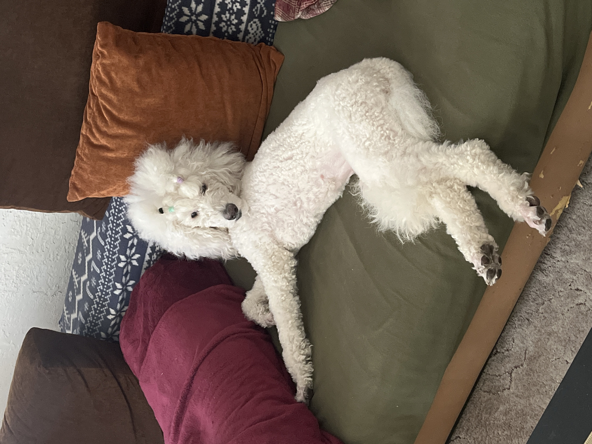 A white poodle with a shorn body and fluffy head lies on a green couch. The dog's head rests near a brown pillow, a burgundy-colored pillow, and a pillow with a blue and white pattern. The dog's paws extend towards the right edge of the image, resting near a brown cardboard strip, which is placed on the carpet. The scene appears indoors. The city and location are Unknown.