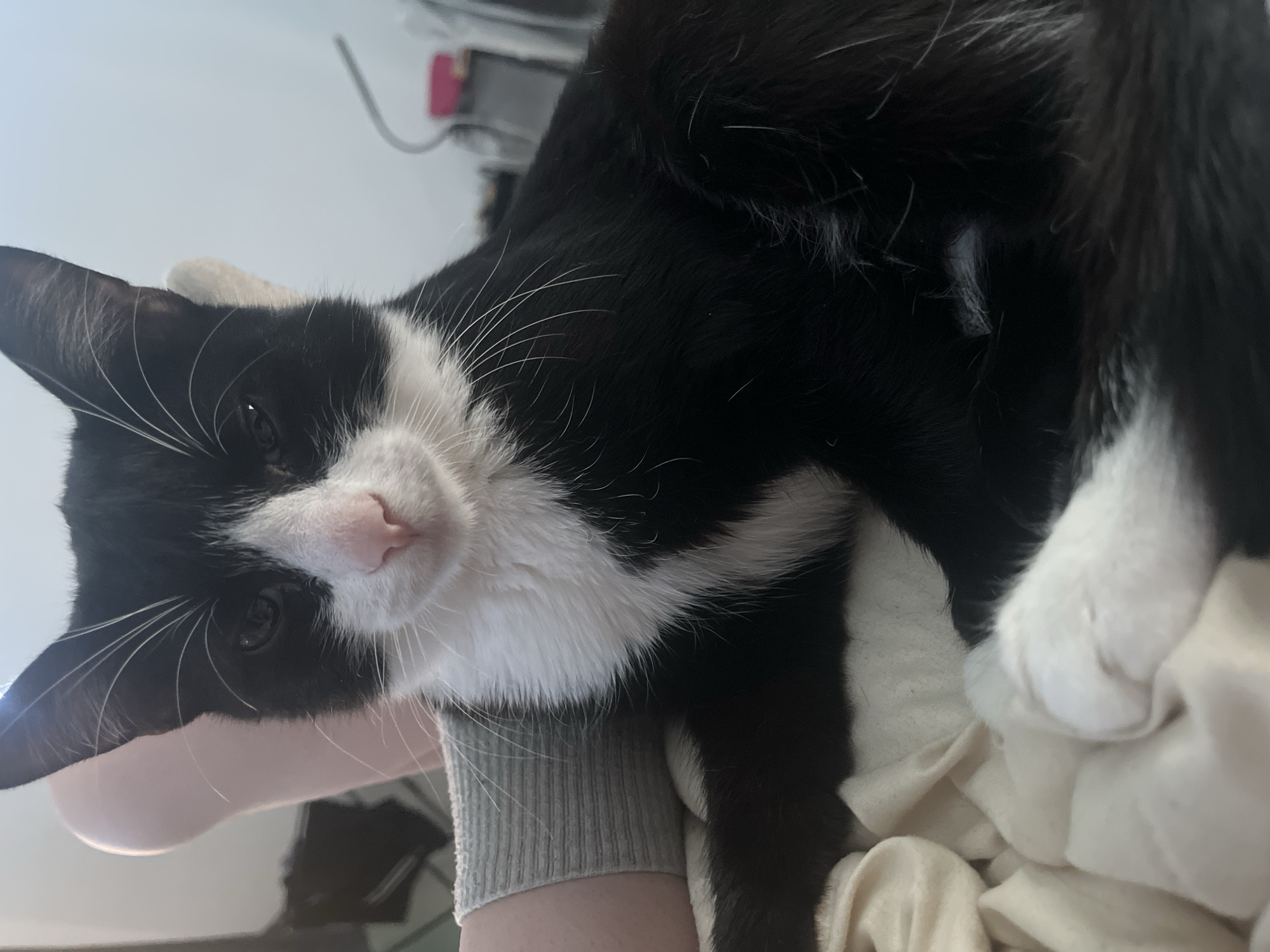 This image depicts a black and white bicolor domestic short-haired cat in Saint Petersburg, Russia. The cat is seated or reclining on a light-colored, soft textile surface, possibly a blanket or bedding, and faces forward with its dark eyes directed towards the viewer. It possesses a white chest, muzzle, and paws, a pink nose, and prominent white whiskers. Its ears are erect and pointed. On the left side of the frame, a human forearm, clad in a grey ribbed long-sleeved garment, is visible, positioned alongside the cat. The background on the left is indistinct and darker, while the background on the right features a light-colored wall with blurred objects, including a curved metallic structure and a small pink rectangular item. The scene is illuminated by soft, ambient light.
