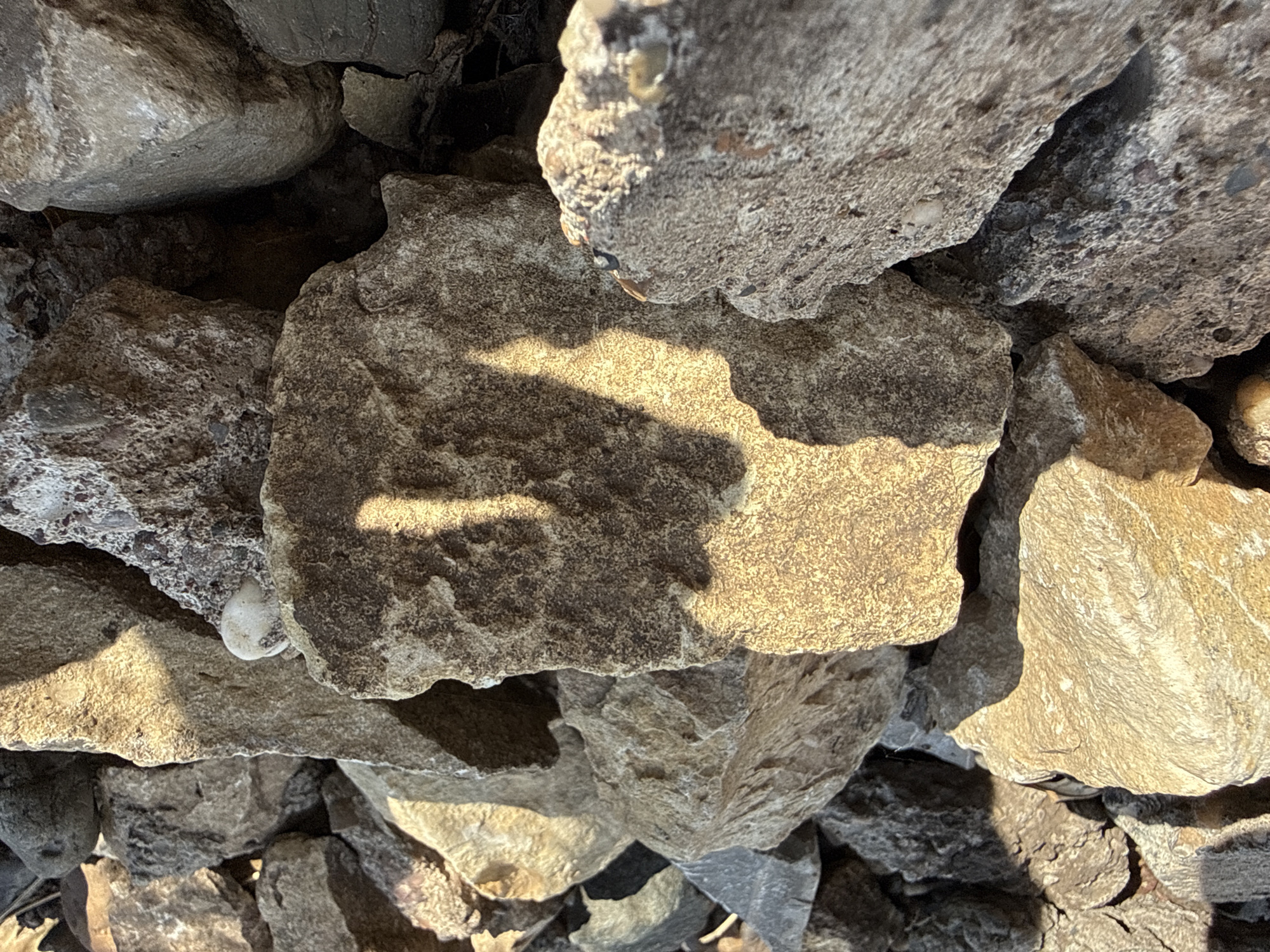 The image shows a collection of rocks of varying sizes and textures. The rocks are primarily gray and brown, with some showing signs of weathering. Sunlight casts shadows across the rocks, creating highlights and contrasts. A small, white, possibly decayed organic object is nestled among the rocks in the lower left quadrant. The specific type of rock is not discernible. There is no indication of the location in the city of Unknown, Unknown. No people or subjects are present. The objects present are rocks and a possibly decayed organic object. There are no actions or interactions. The environment is a pile of rocks under sunlight.