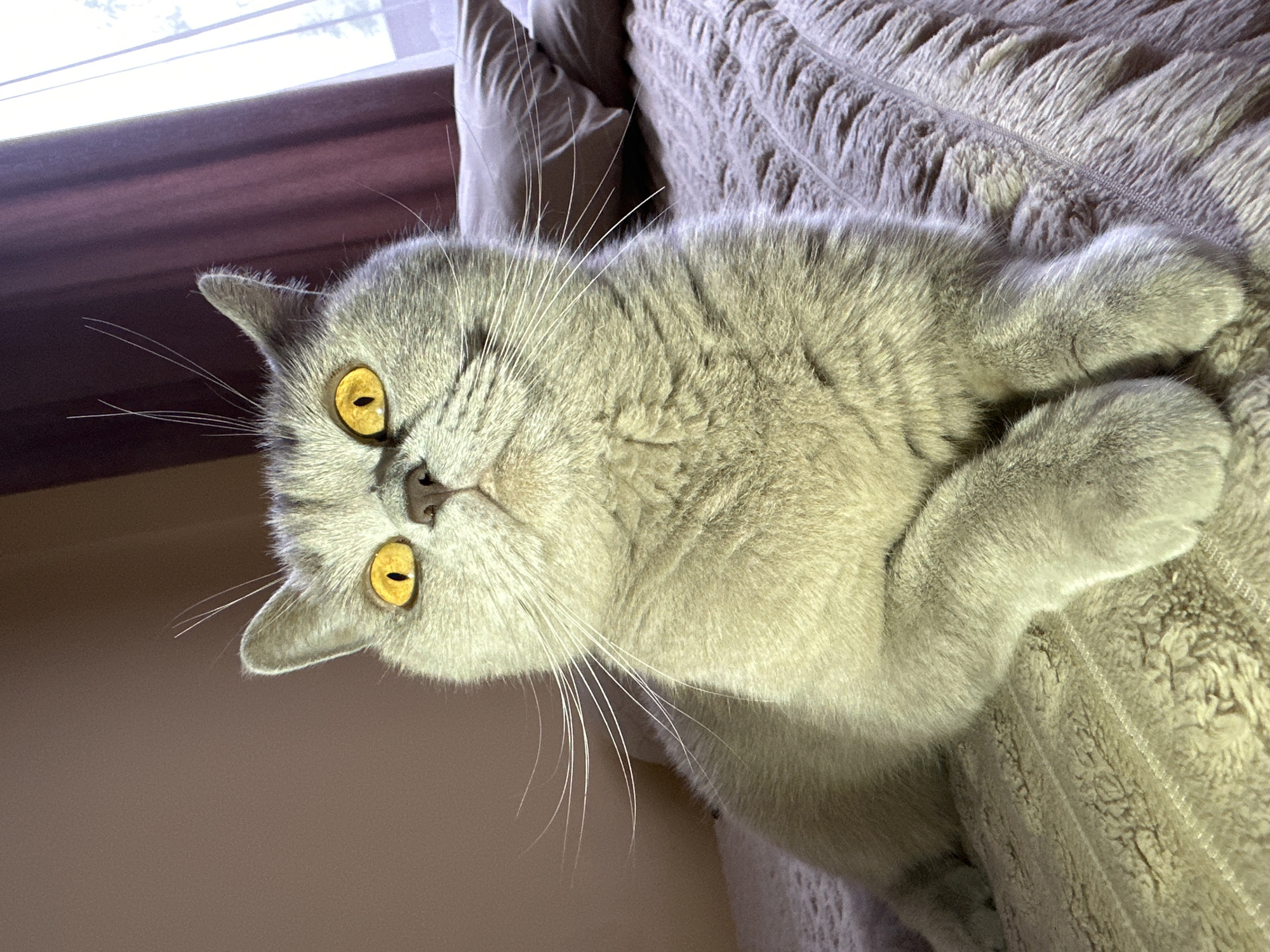 The image shows a close-up of a British Shorthair cat with bright yellow eyes. The cat is light gray with darker tabby markings on its face and ears. It is lying on a textured, light-colored blanket on what appears to be a bed. In the background, there are a few pillows and a window with dark purple curtains. The lighting suggests it is indoors, possibly in a home. There is no information or visual cue to indicate the location is Ternopil, Ukraine.