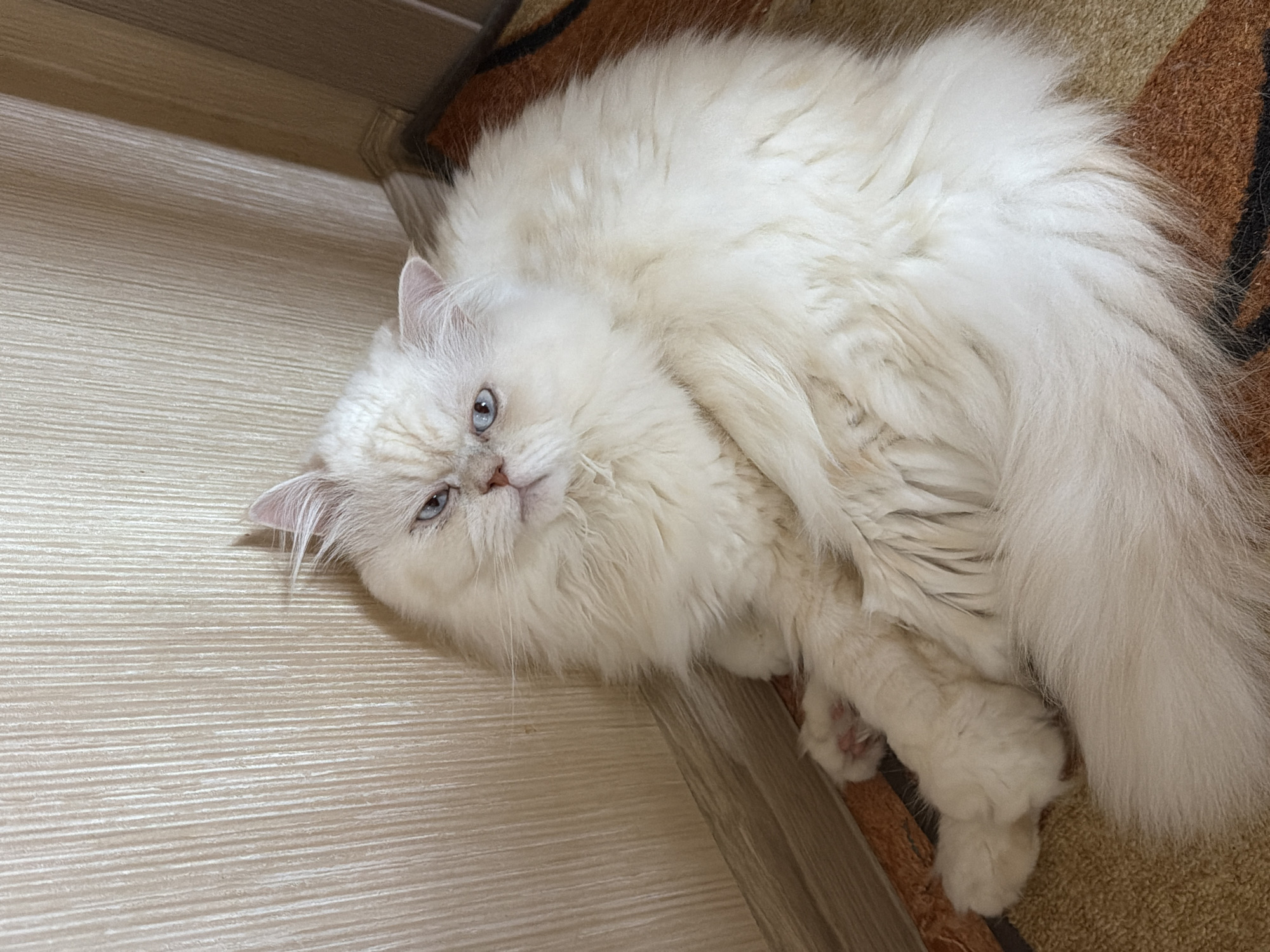 A long-haired, fluffy, mostly white cat with blue eyes is lying on its side on a light-colored wood floor, with a portion of the cat resting on a brown and tan rug with black accents. The cat is facing the camera. The scene appears to be indoors. There is no evidence to suggest that this image was taken in Varna, Bulgaria.