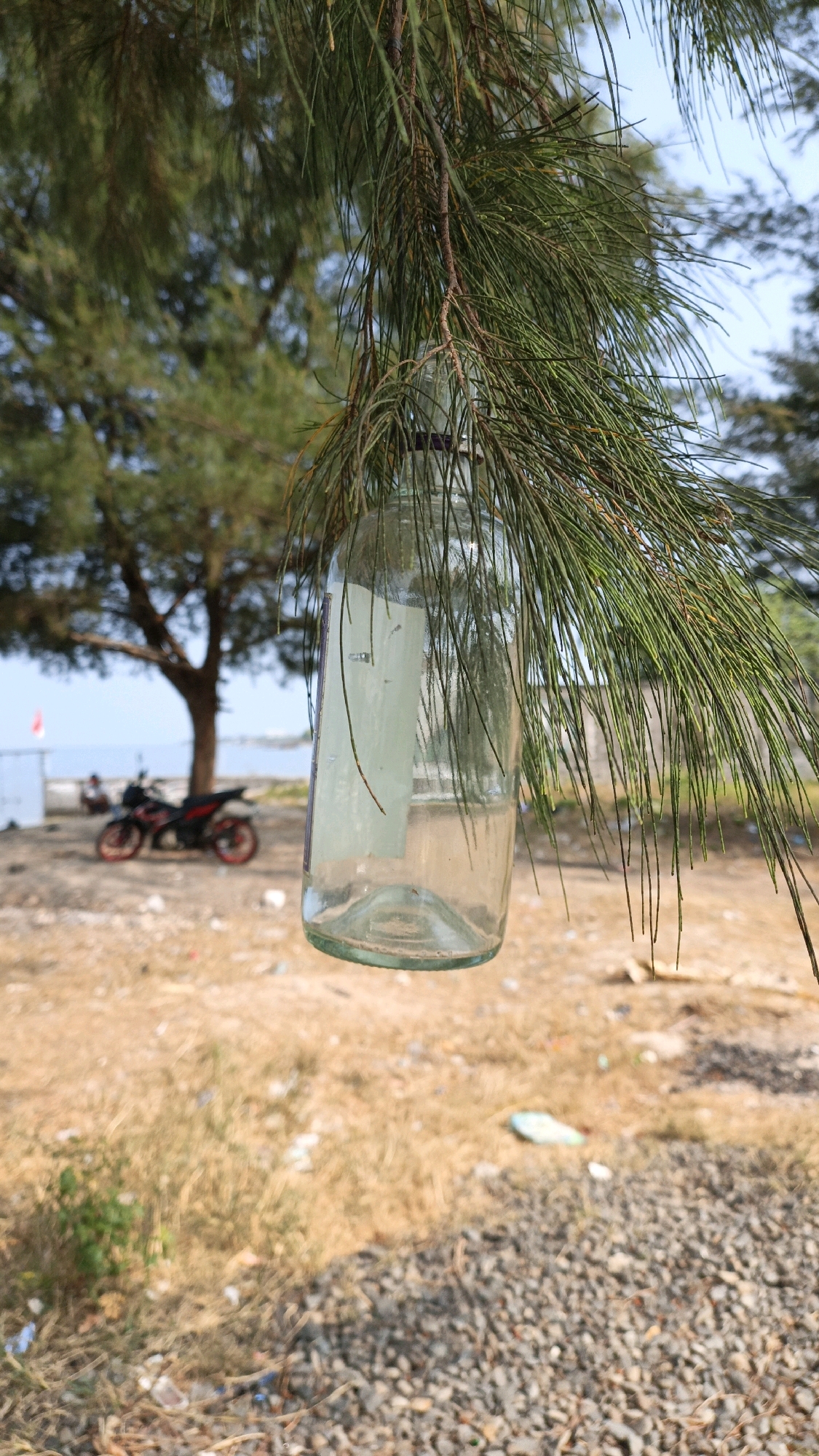 A clear glass bottle is hanging from a pine tree branch in the foreground. The bottle is empty and appears to have some paper stuck to its side. In the background, a motorcycle is parked on a sandy area with dry grass. A large tree stands behind the motorcycle, and beyond that, the ocean and a clear blue sky are visible. The overall scene suggests a relaxed, outdoor setting in a coastal area, likely Cikal, Indonesia, given the mention of the location. The ground is covered with sand, gravel, and some scattered debris.