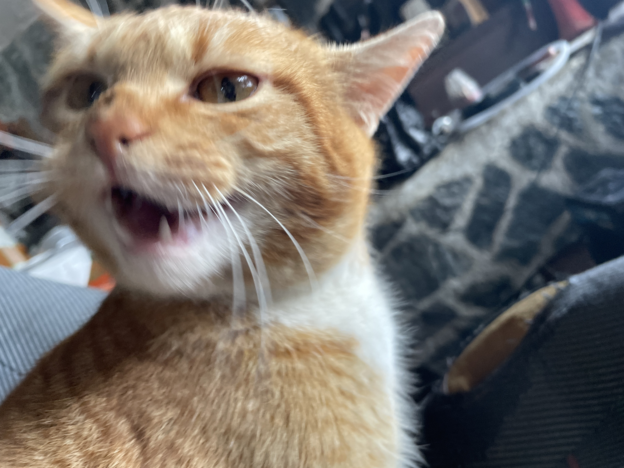 A close-up shot captures an orange and white cat with its mouth open, seemingly mid-meow or hiss. The cat's eyes are focused, and its whiskers are prominent. The background is blurred and shows clothing or fabric with a dark pattern. There is no indication of Zlatograd, Bulgaria, in the image.