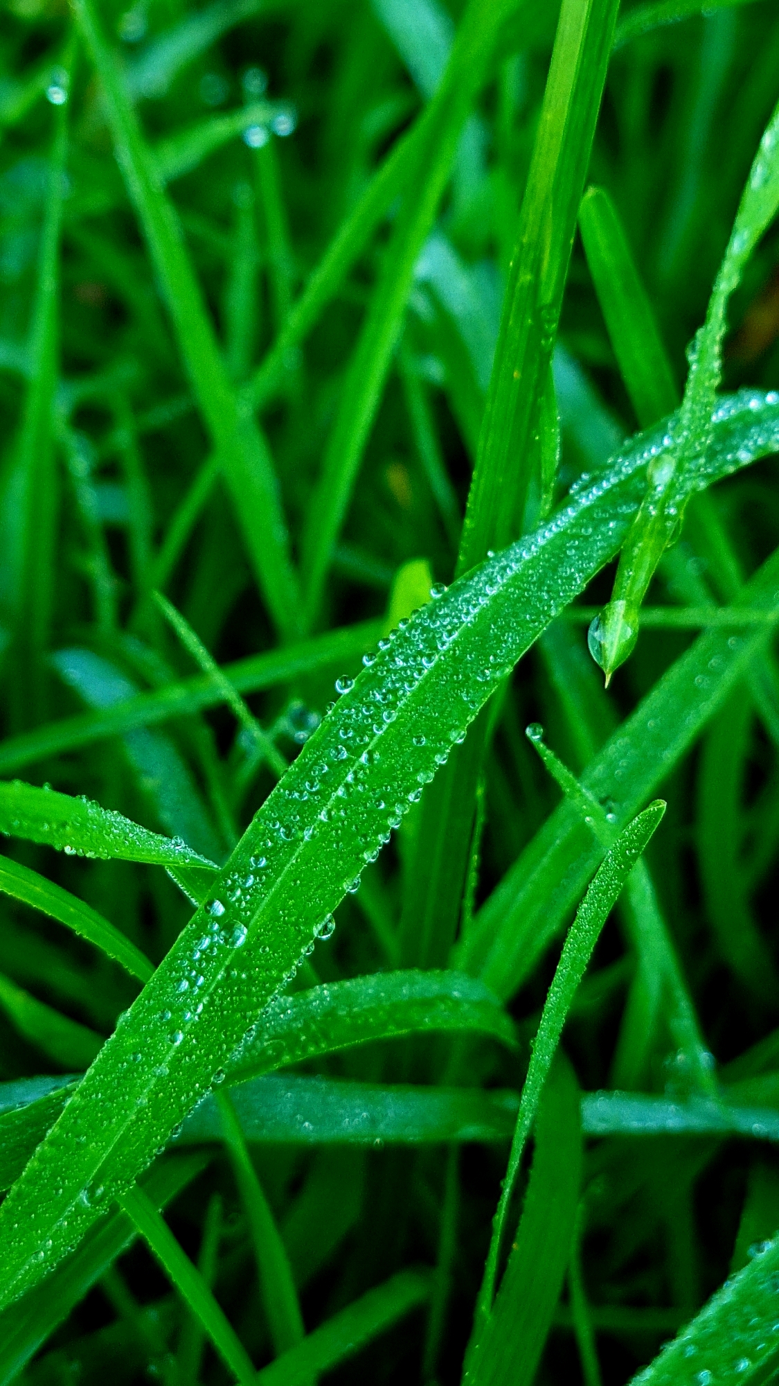 The image displays a close-up view of lush green grass covered in numerous small water droplets. The grass blades are sharply defined, with varying degrees of focus creating a sense of depth. The water droplets are scattered across the surface of the blades, some appearing as perfect spheres reflecting the light, while others are elongated or merged. The background is a blur of darker green, suggesting more grass or foliage further away. The lighting emphasizes the translucent quality of the water droplets and the vibrant green of the vegetation. There are no people or specific objects identifiable within the scene. The environment is natural, likely an outdoor grassy area. There is no information in the image to indicate its location in Vysokoe, Russia.