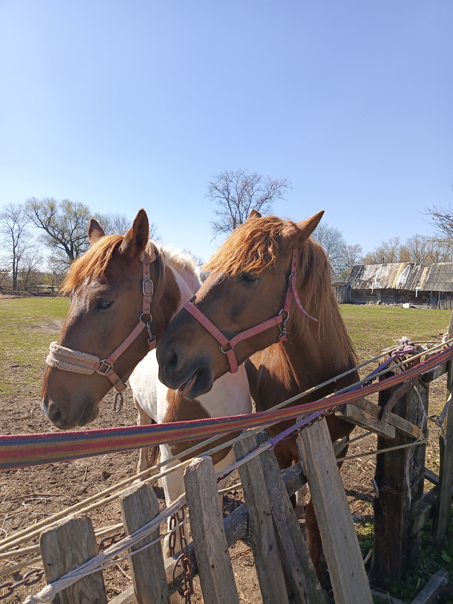 Two horses stand near a dilapidated wooden fence in a grassy field, under a clear blue sky. The horse on the left is brown and white, wearing a tan noseband and pink halter. The horse on the right is brown with a reddish mane, wearing a pink halter. A colorful strap is draped across the fence. In the background, a dilapidated wooden structure sits in the distance, partially obscured by bare trees. Based on the given city name, the location is assumed to be in a rural area of Кемуль, Russia.