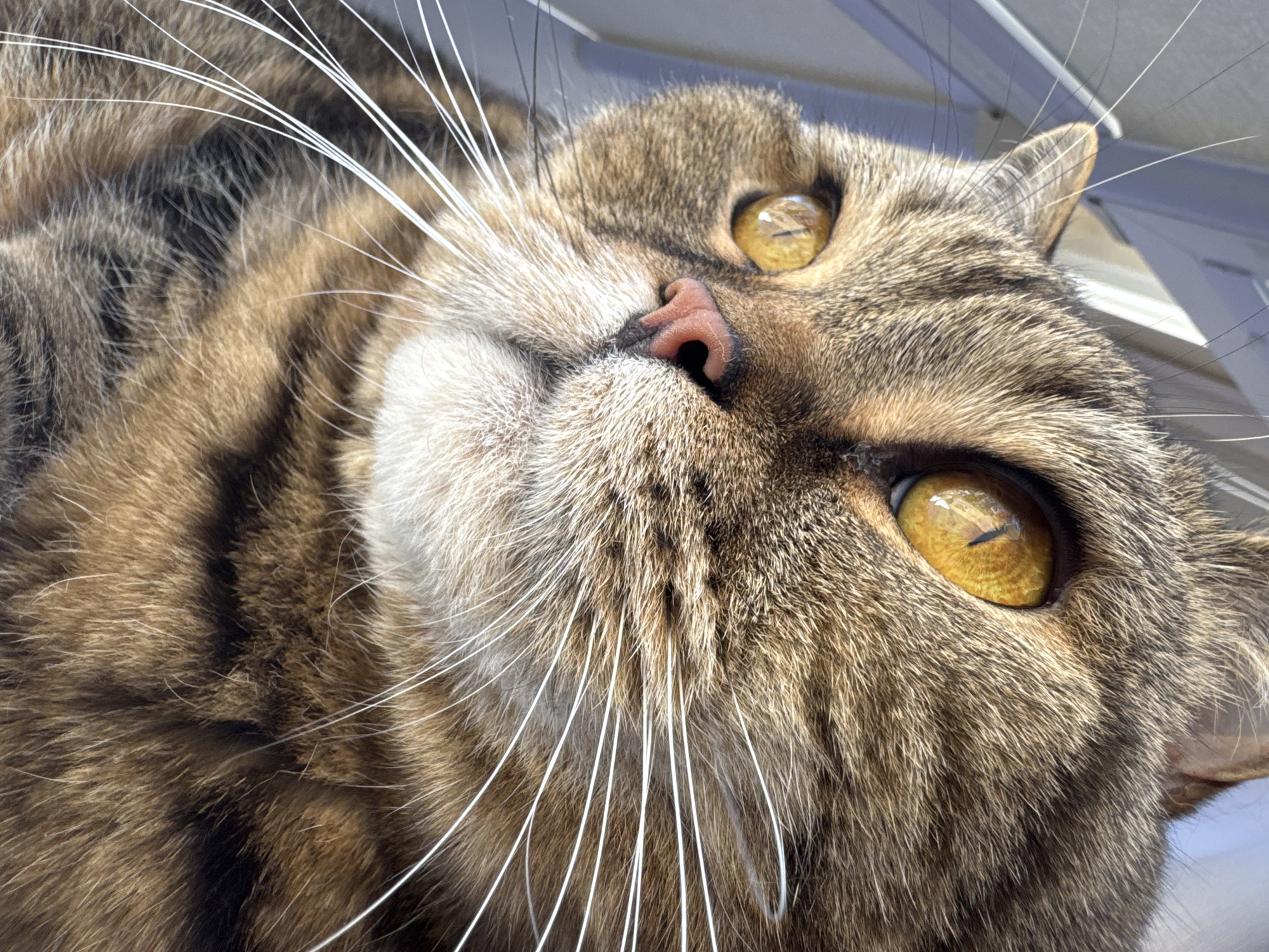This media file is a close-up, low-angle shot of a tabby cat's face. The cat's fur is a mix of brown, black, and tan stripes. Its eyes are a striking yellow-gold color with vertical pupils, reflecting light. A small, pink nose is visible, along with long, white whiskers that fan out from its muzzle. The background is out of focus and appears to be a bright, sunlit environment, possibly indoors near a window or outdoors. The lighting suggests it is daytime, and the overall mood is calm and relaxed, as the cat appears to be at ease. There are no visible people, text, or specific location cues other than the implied natural light. The focus is entirely on the details of the cat's face.