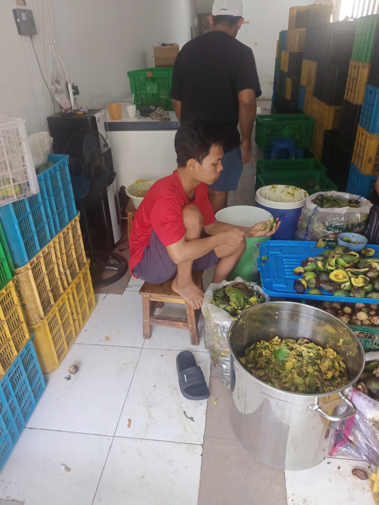 In North Jakarta, Indonesia, a man in a red shirt and gray shorts is sitting on a wooden stool, peeling avocados. He is holding an avocado in his left hand and appears to be in the process of preparing it. Around him, there are numerous plastic crates stacked high, in various colors including blue, yellow, and green, indicating a commercial setting likely involved in produce distribution or processing. Some crates contain avocados, while others appear empty. A large stainless steel pot, filled with chopped avocados, is prominently positioned in the foreground, suggesting a bulk preparation of the fruit. Another person, wearing a black t-shirt and a white cap, stands in the background, his back to the camera, suggesting he may be a coworker or supervisor. The environment appears to be an indoor space with a tiled floor and white walls, possibly a warehouse or a fruit processing facility. A black oscillating fan is visible behind the man, likely used for ventilation in the warm Indonesian climate. Several bags of avocados are also visible, some partially opened. The overall scene depicts an active processing of avocados in a commercial environment.