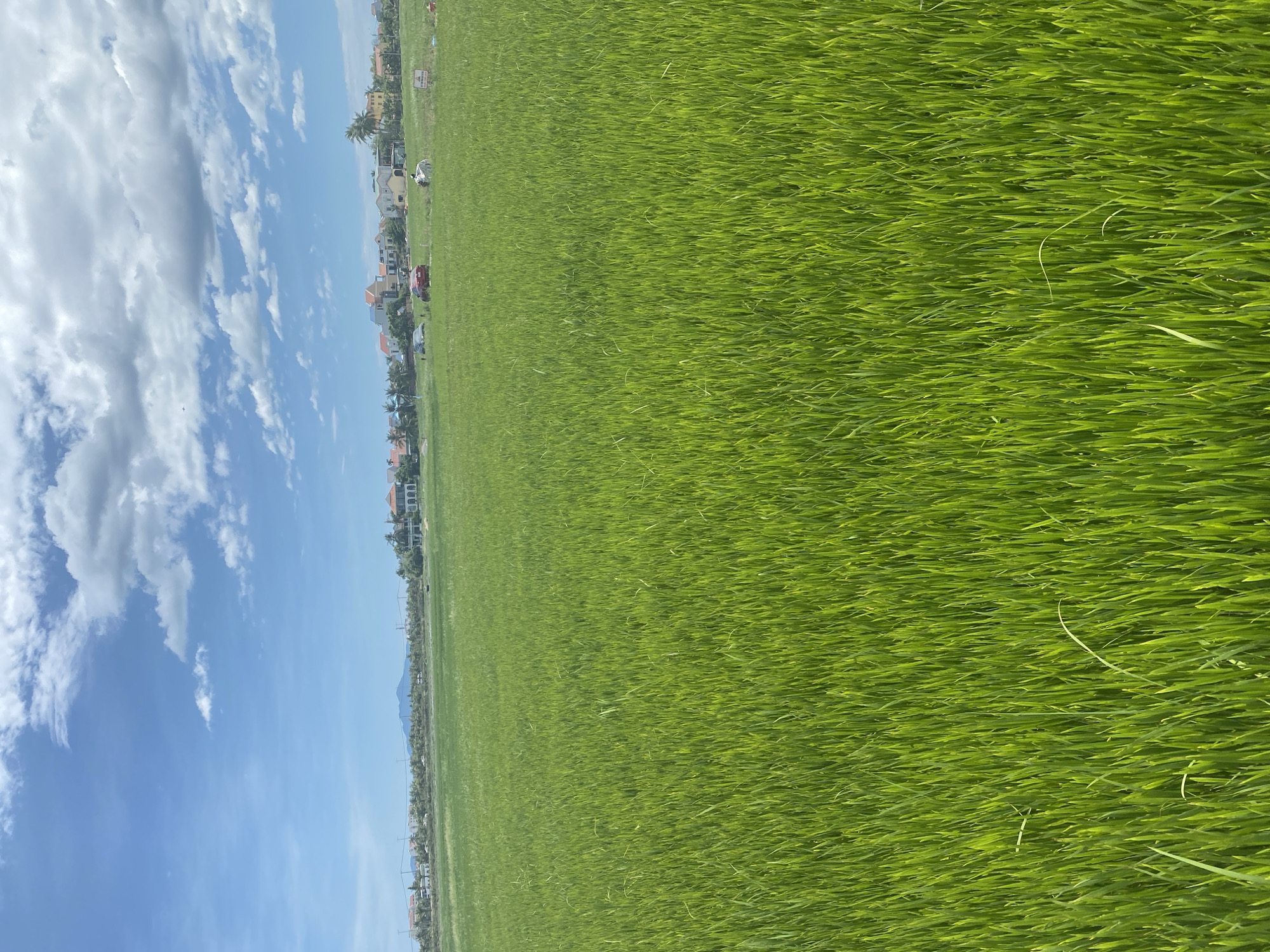An expansive, bright green rice paddy dominates the foreground of the image, stretching towards a distant treeline and a cluster of residential buildings. The sky above is a vivid blue, dotted with fluffy white clouds. In the middle ground, a road runs parallel to the paddy, with several cars visible, including a red car. A few structures, including a house with a terracotta roof and a white building, are interspersed with palm trees. A white figure, possibly a person wearing white clothing, stands in the field near a signpost. The background features a range of mountains under the vast, partly cloudy sky. This scene is characteristic of the rural outskirts of Hoi An, Vietnam, where rice cultivation is a prevalent agricultural practice.