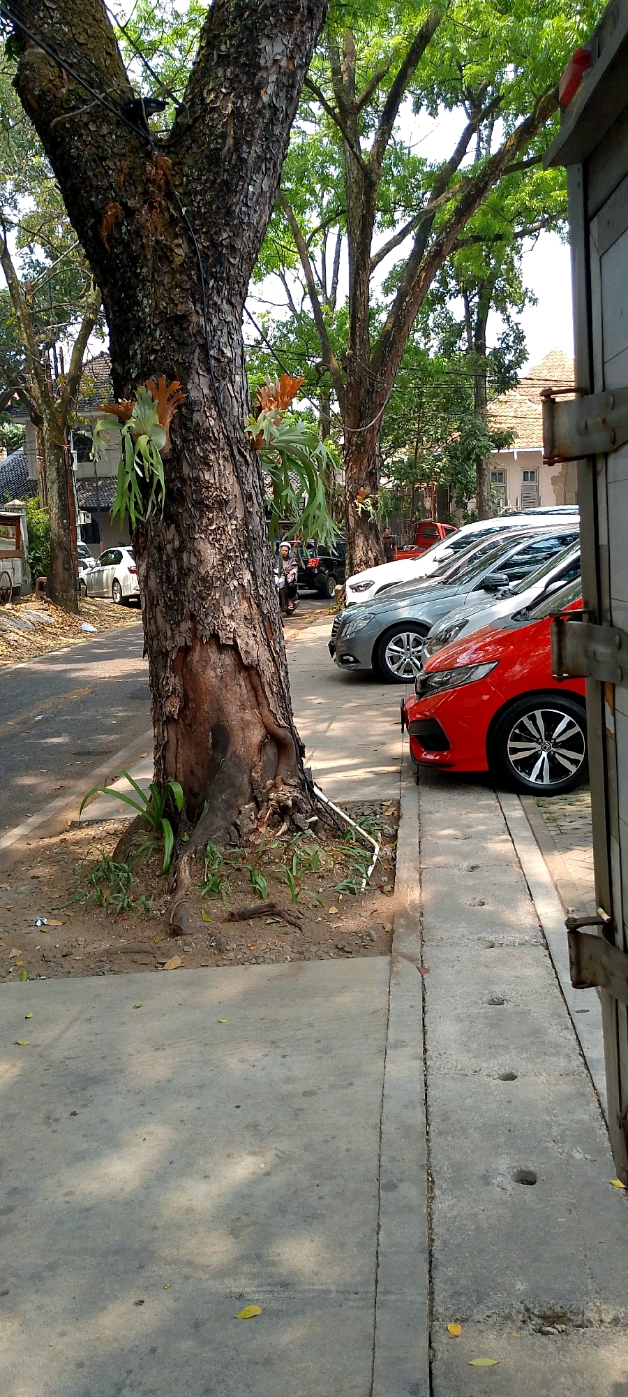 The image depicts a street scene with several cars parked along the side of a road. A large tree with a rough, textured bark dominates the foreground on the left. The tree has branches with green leaves and some epiphytic plants attached to its trunk. The cars are modern and appear to be in good condition. A red car is parked closest to the camera, followed by a silver car, and then a white car. In the background, there are buildings and more trees, suggesting a residential or commercial area. The ground is a mixture of paved sidewalk, asphalt road, and dirt with some vegetation. The lighting indicates it is daytime, with sunlight casting shadows. A person on a motorcycle is visible in the middle ground, to the left of the parked cars, suggesting movement within the scene. The overall impression is that of a typical urban streetscape in a tropical or subtropical climate, possibly in a location like Bandung City, Indonesia, given the architectural style of the buildings and the types of vegetation.