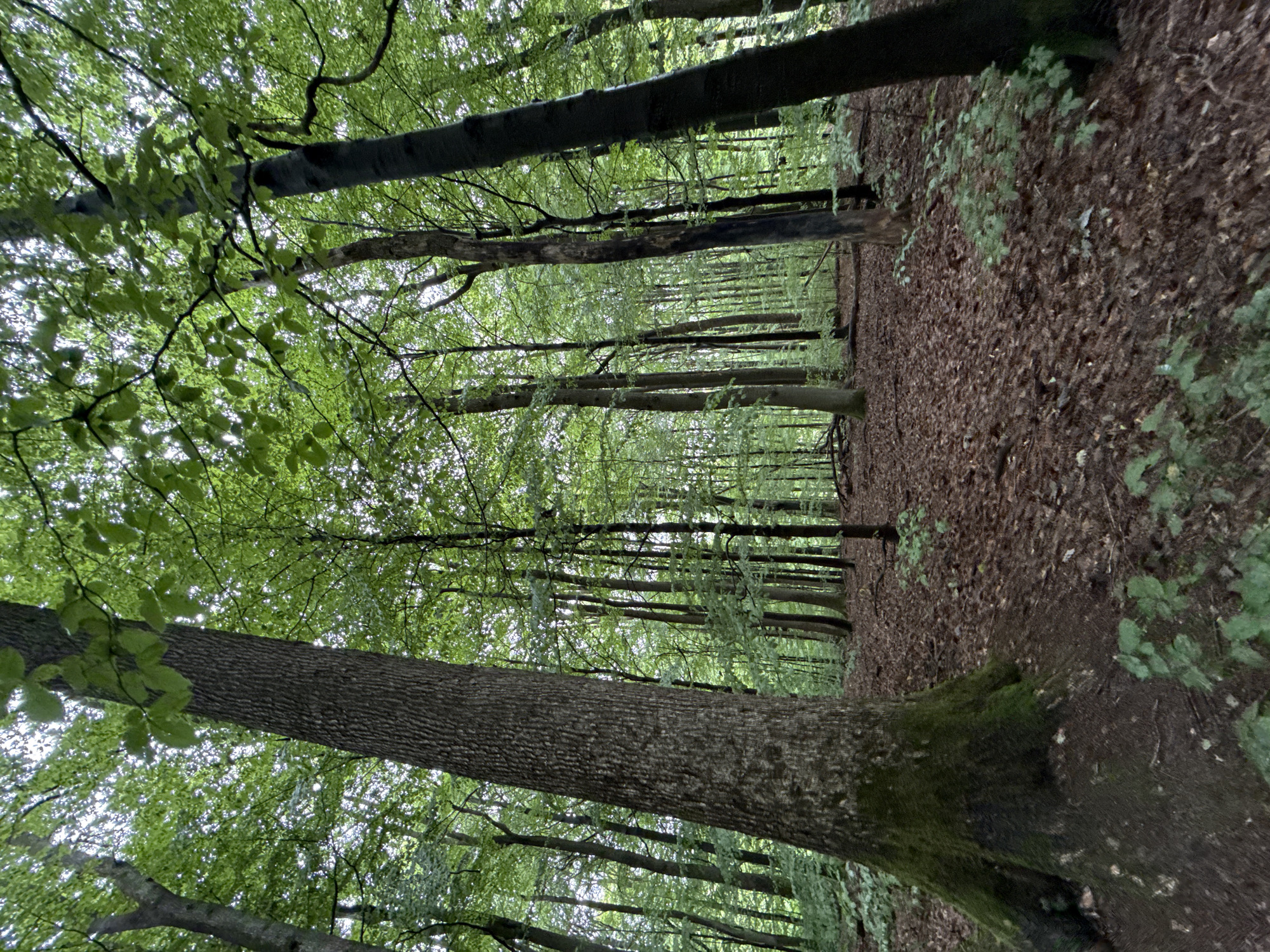 A low-angle, wide shot captures the dense canopy of a forest in Bad Sachsa, Germany. The image is dominated by the textures of tree bark and the vibrant green of leaves filtering sunlight. In the foreground, a large tree trunk, textured with deep fissures, dominates the left side of the frame, its base covered in moss. Its roots spread outwards, anchoring it into the forest floor.
The ground is carpeted with a thick layer of fallen brown leaves, interspersed with patches of new green growth. Numerous other trees, varying in thickness and height, stand in the background, creating a sense of depth within the woodland. Their trunks rise vertically, disappearing into the dense foliage that forms a green ceiling above. The overall impression is one of lush, natural growth in a tranquil forest setting.