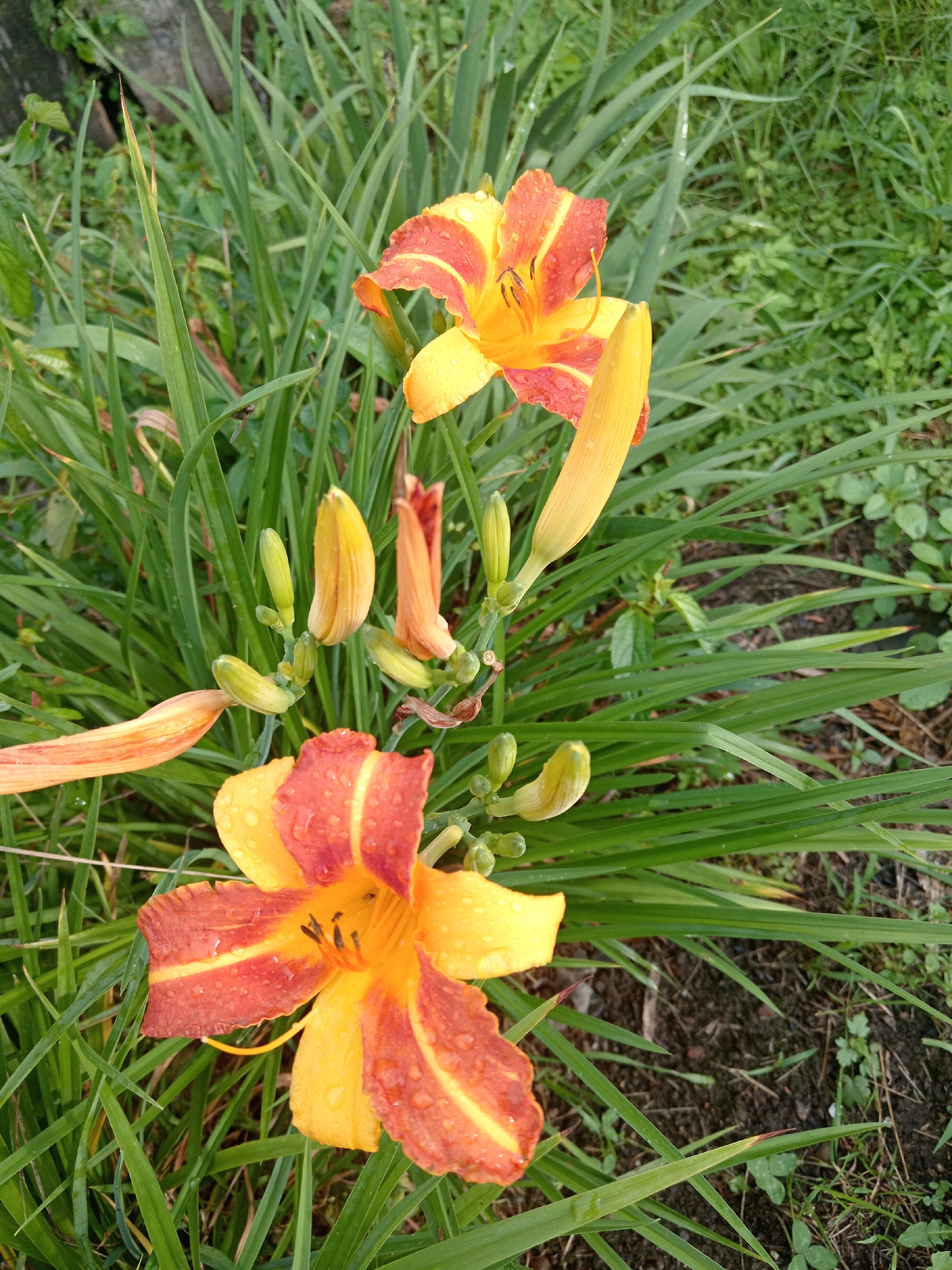 A close-up, high-angle shot captures several bright orange and yellow daylilies in various stages of bloom amidst lush green foliage. The flowers, some fully open and others as buds, are adorned with water droplets, suggesting recent rain or dew. The surrounding environment is a naturalistic garden setting, with tall, slender green leaves and blades of grass dominating the foreground and mid-ground. The background is softly blurred, hinting at more greenery and the textured ground of a garden. The image appears to be taken outdoors, likely in a temperate climate.