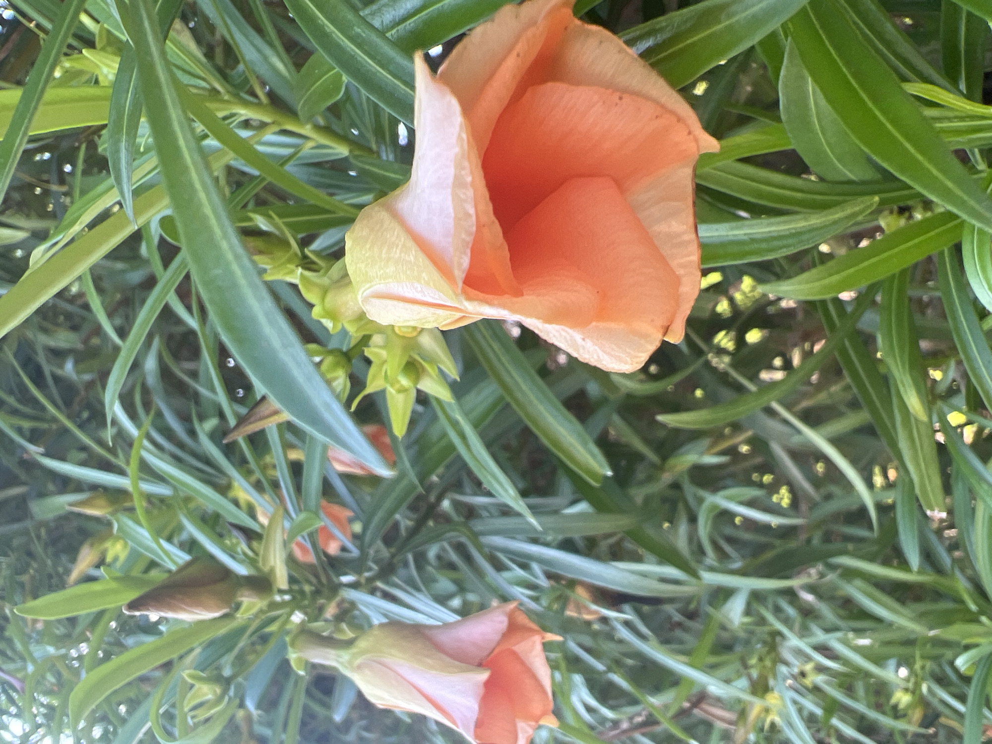 The image shows a close-up view of flowering oleander plants with long, narrow green leaves and pale orange and pink blossoms. The flowers are trumpet-shaped and appear to be in various stages of bloom, with some fully open and others still in bud. The background is a blur of green foliage and hints of other flowers, suggesting a garden or natural setting. The lighting suggests it could be daytime, possibly late afternoon or early morning, given the soft, diffused light. There are water droplets visible on the leaves, indicating recent rain or dew. The overall impression is one of natural beauty and tranquility. The image was taken in Or Akiva, Israel. No text is visible.