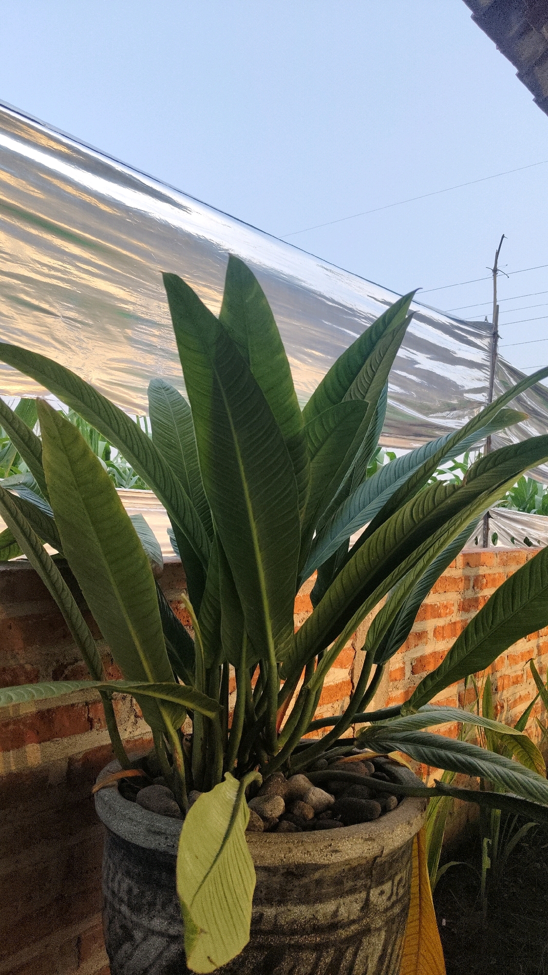 A potted plant with large, dark green, elongated leaves stands in the foreground. The plant is in a textured gray pot filled with small stones. Behind the plant, a brick wall is visible, and further back, a corrugated metallic surface stretches across the top of the frame, reflecting the sky. The sky is a pale blue, suggesting it is daytime. The scene appears to be outdoors, possibly in a garden or patio area. Based on the provided context, this image was taken in Sambirobyong, Indonesia.