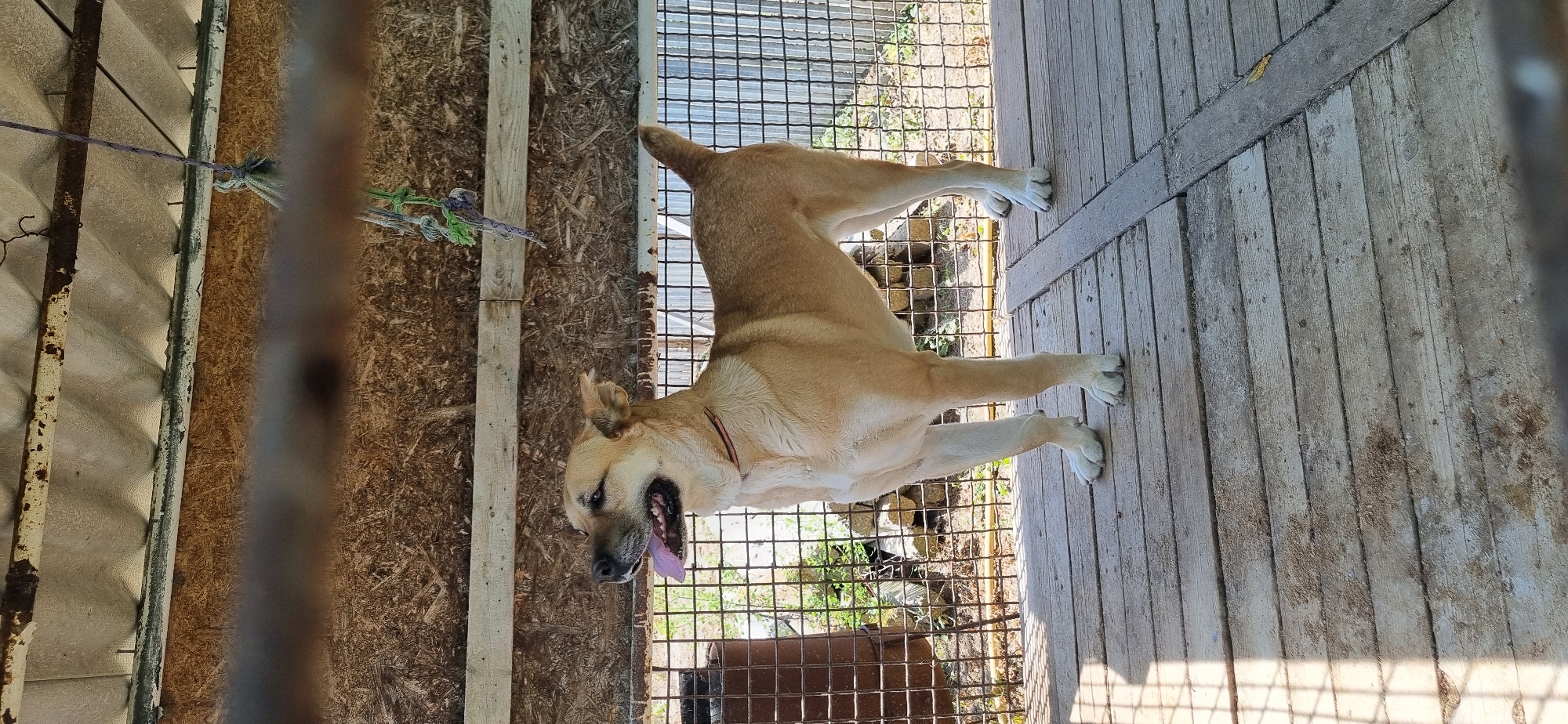 A tan-colored dog stands on a wooden platform in an outdoor enclosure. The dog is facing left with its mouth open and tongue hanging out. The enclosure has a wire mesh fence in the background and a corrugated metal roof overhead. The walls of the enclosure appear to be made of plywood. There are some pieces of wood and debris scattered on the platform. The overall environment appears rustic and utilitarian, possibly an animal shelter or dog run.